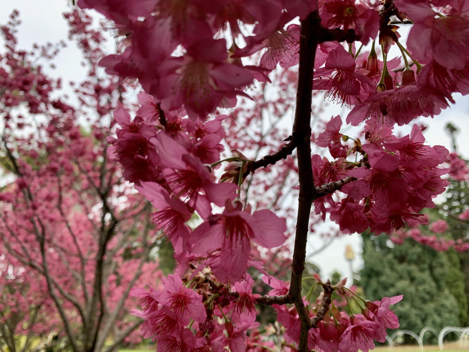 Apple iPhone XR sample photo. Cherry blossom, pink, japan photography