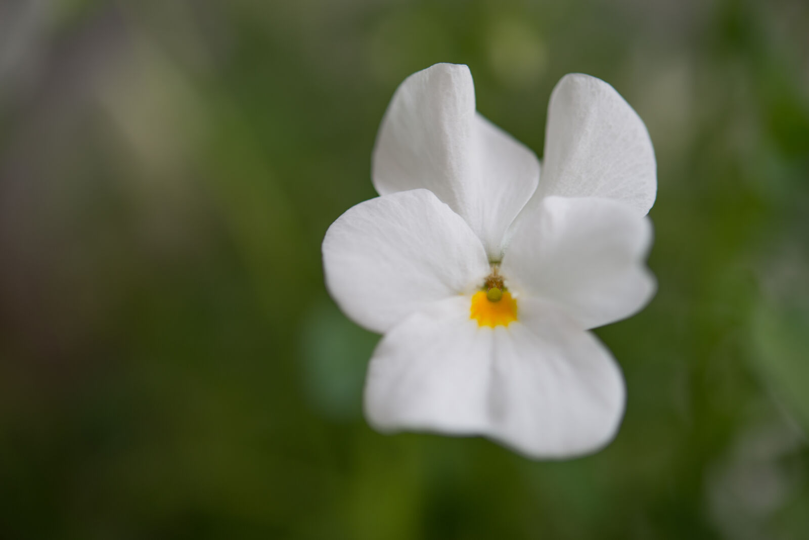 Nikon D600 sample photo. Flora, flower, macro, nature photography