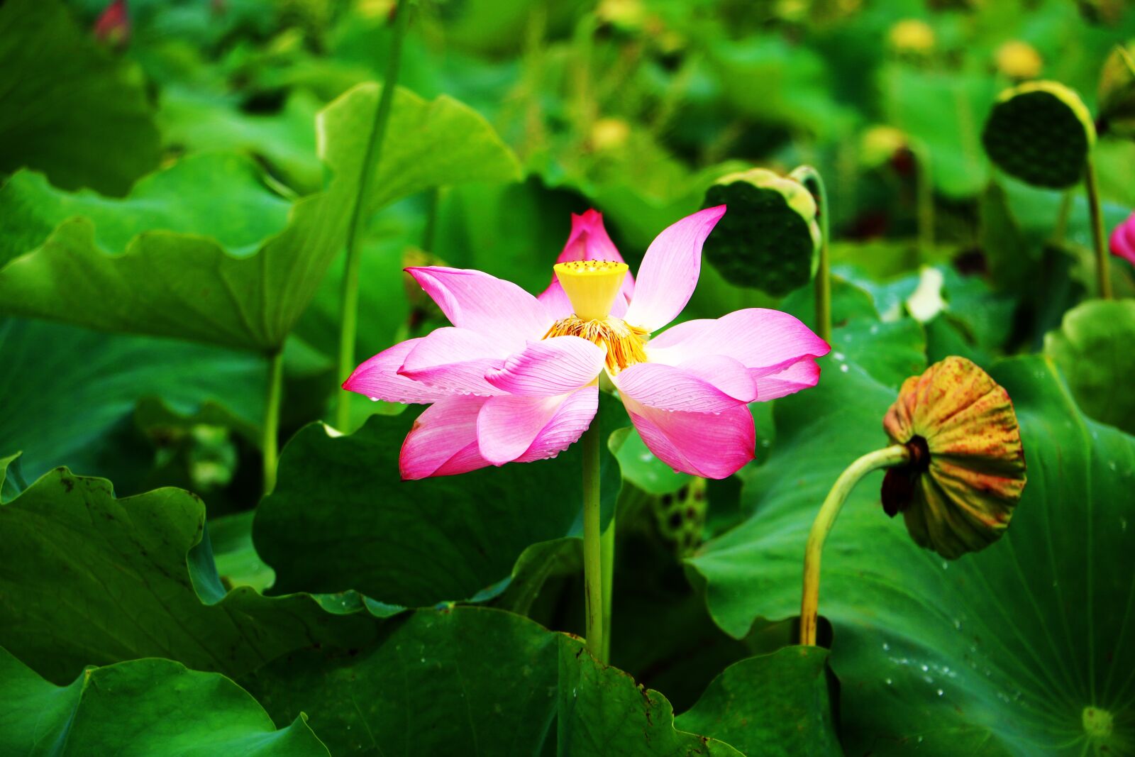 Canon EOS 760D (EOS Rebel T6s / EOS 8000D) sample photo. Lotus, lotus leaf, flower photography