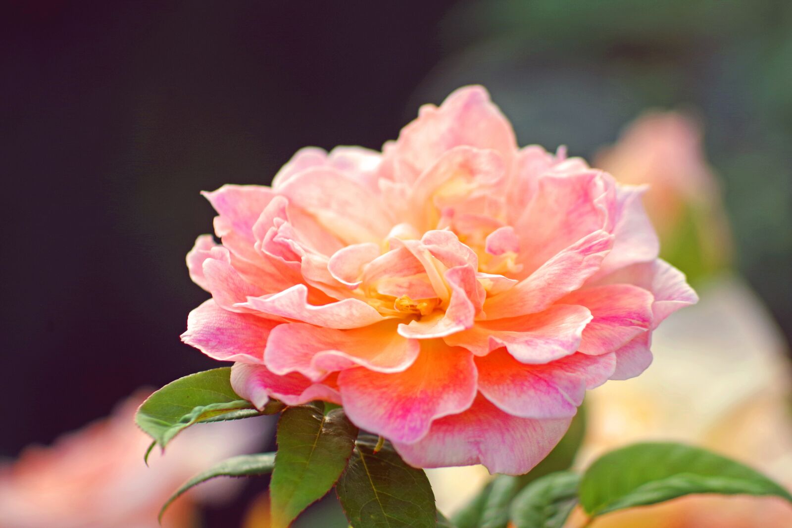 Pentax K-S2 sample photo. Rose, flower, rose bloom photography
