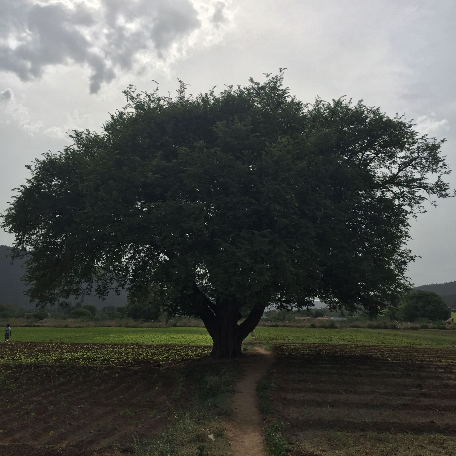 Apple iPhone 6 sample photo