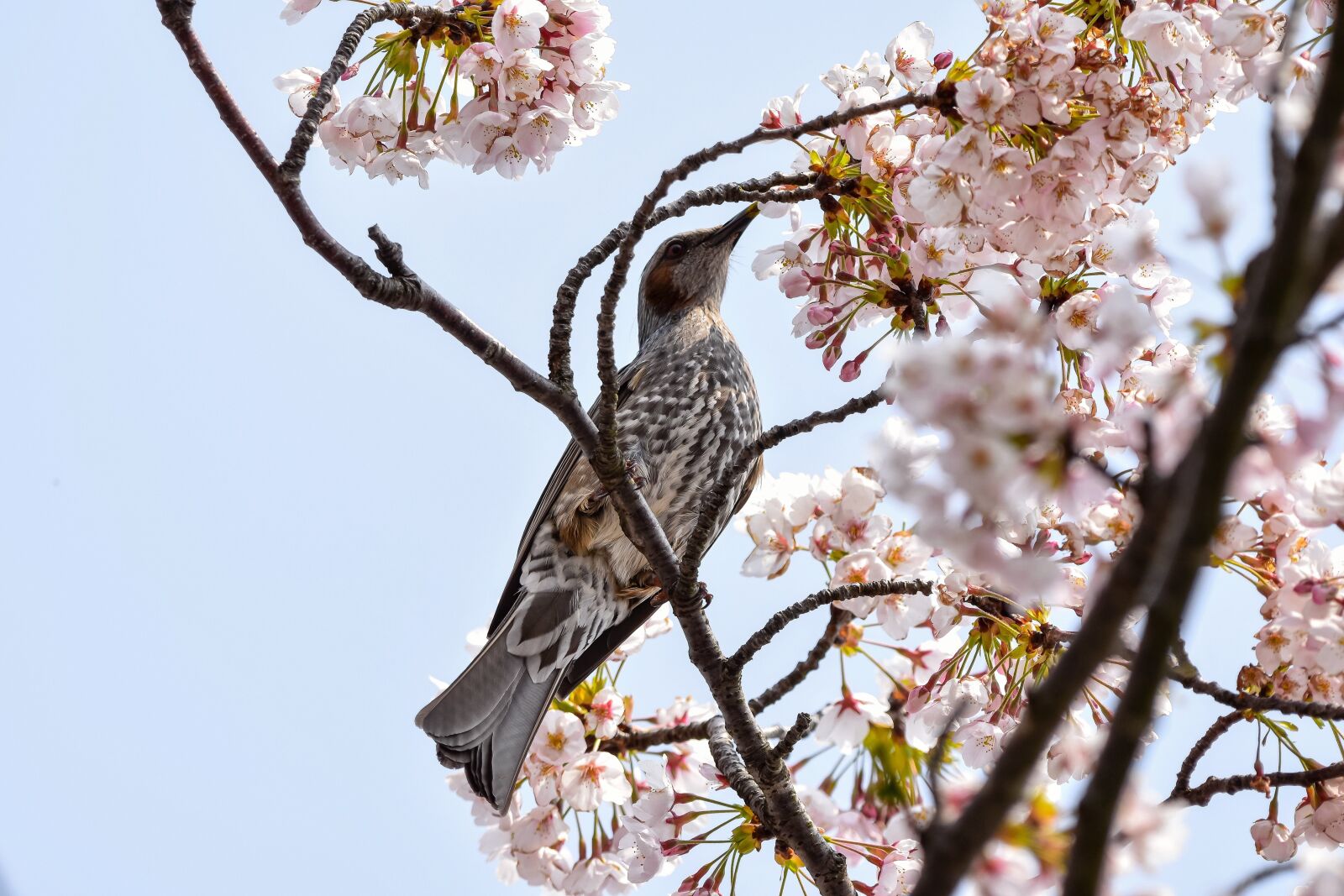 Nikon D7200 sample photo. Animal, wood, flowers photography