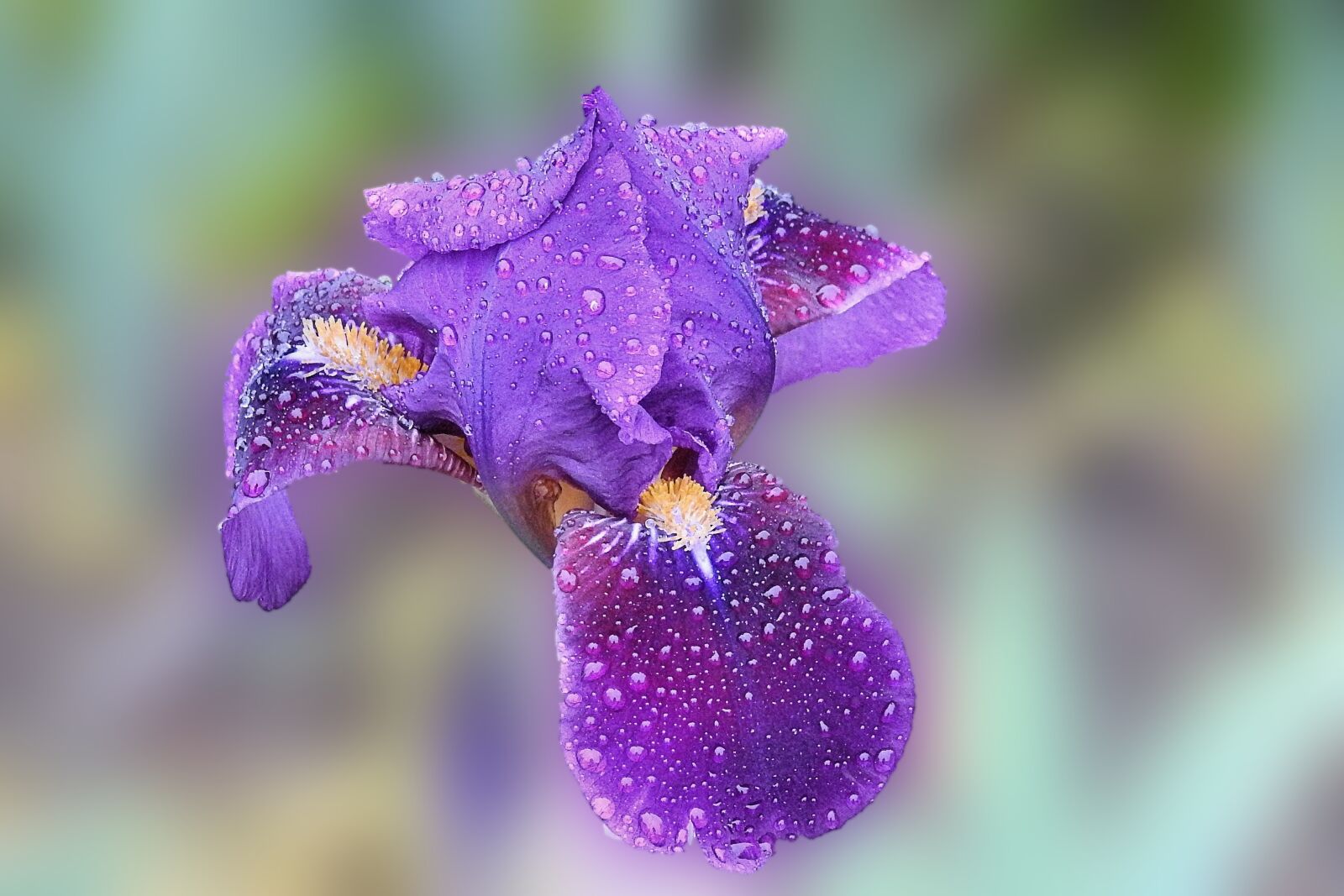 Nikon Coolpix P900 sample photo. Iris, blossom, bloom photography