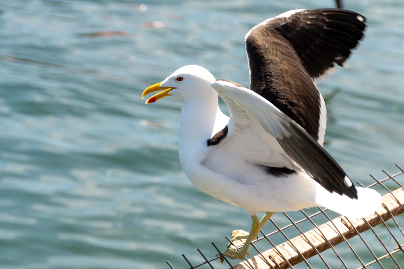 Nikon D3100 sample photo. Bird, wild, nature photography