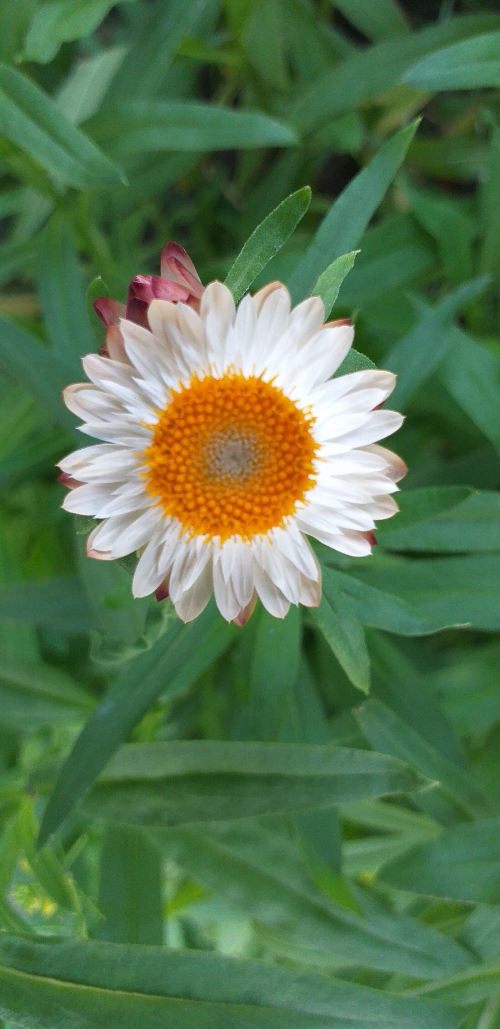Samsung Galaxy J6+ sample photo. Flower, nature, plants photography