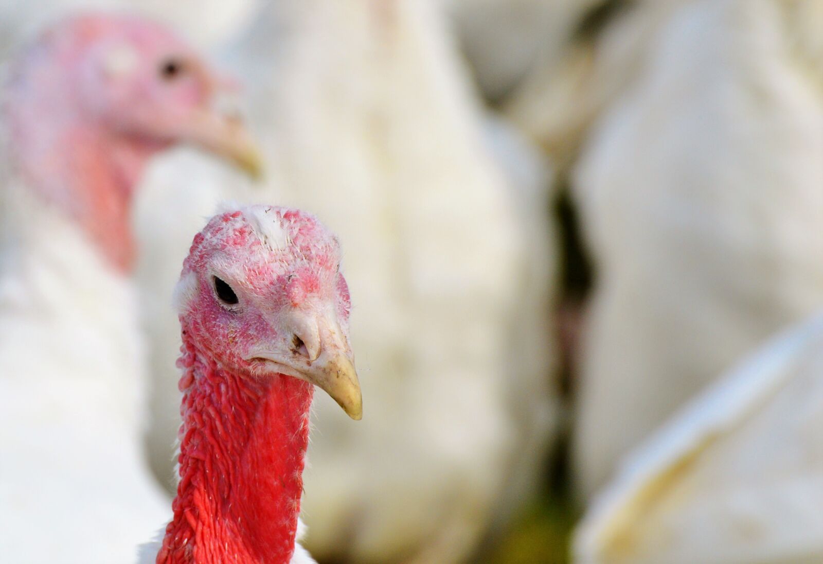 Nikon D3200 sample photo. Turkeys, birds, plumage photography