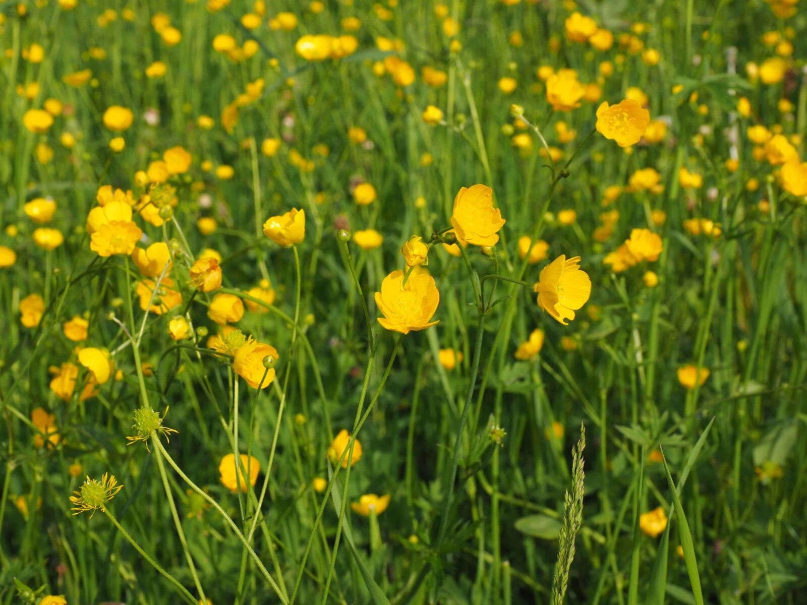 Olympus OM-D E-M1 + Olympus M.Zuiko Digital ED 12-40mm F2.8 Pro sample photo. Buttercup, pointed flower, flowers photography