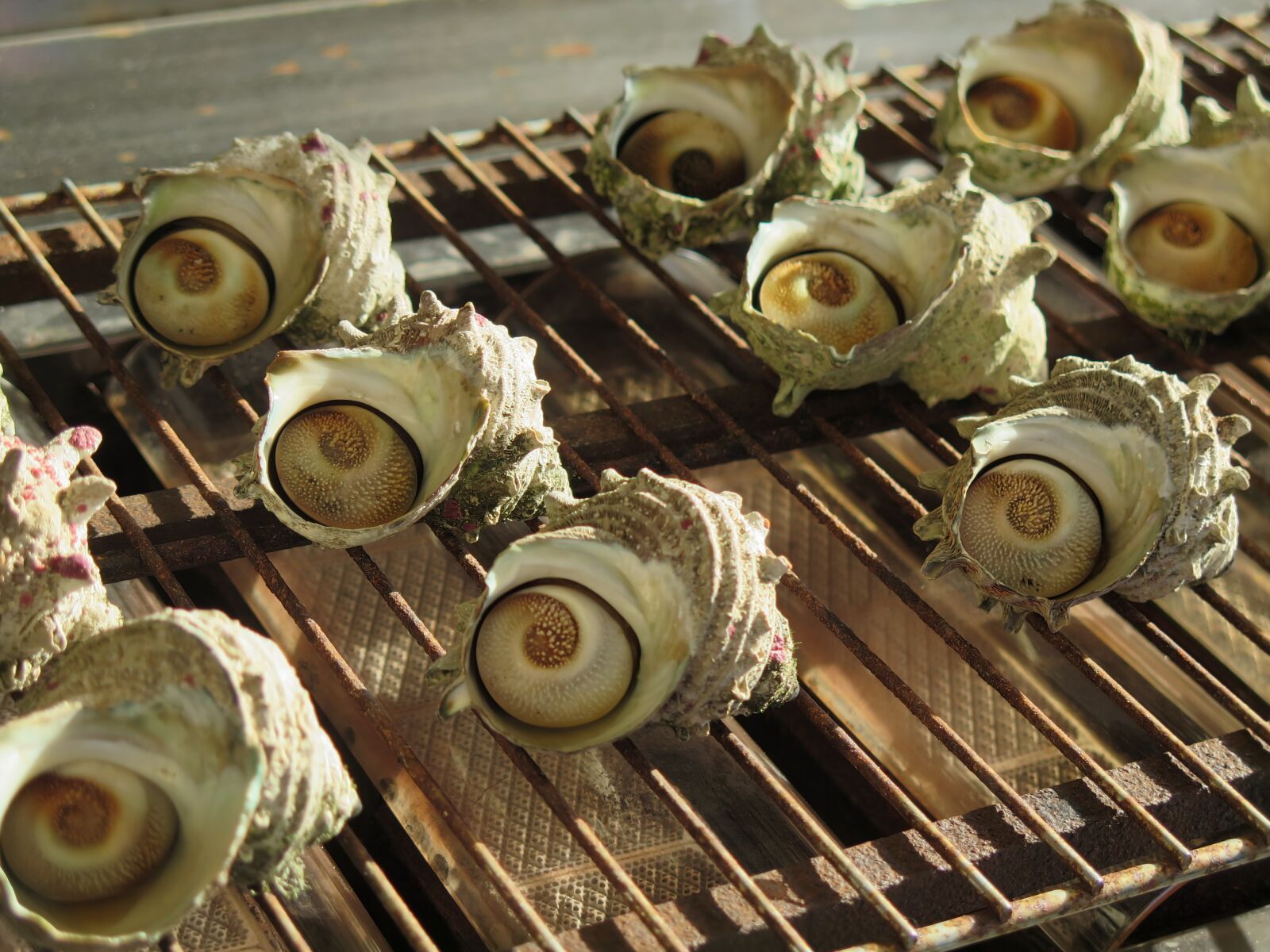 Canon PowerShot G16 sample photo. Turban, shells, food photography