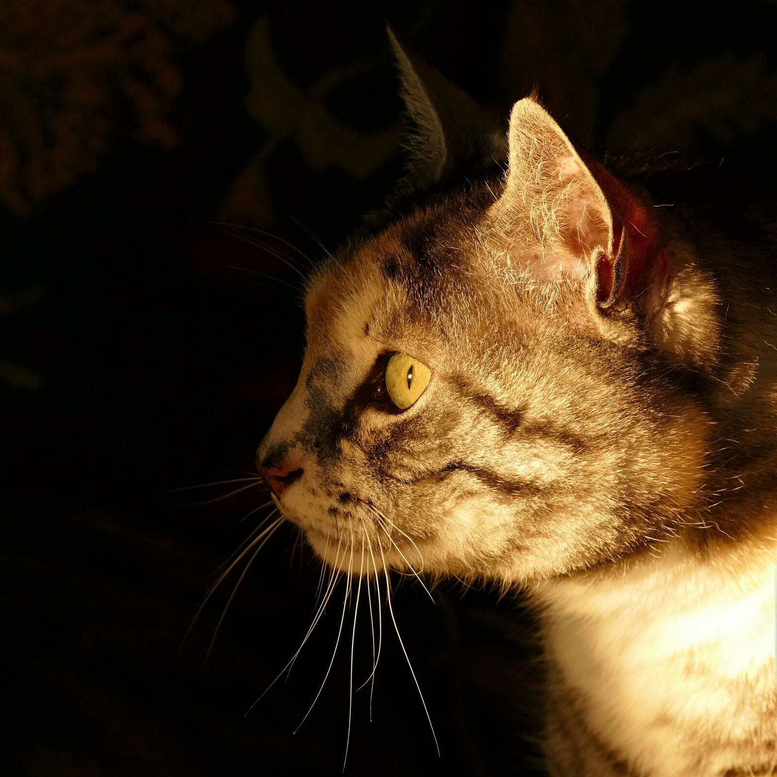 Panasonic Lumix DMC-FZ1000 sample photo. Cat, cat portrait, tiger photography