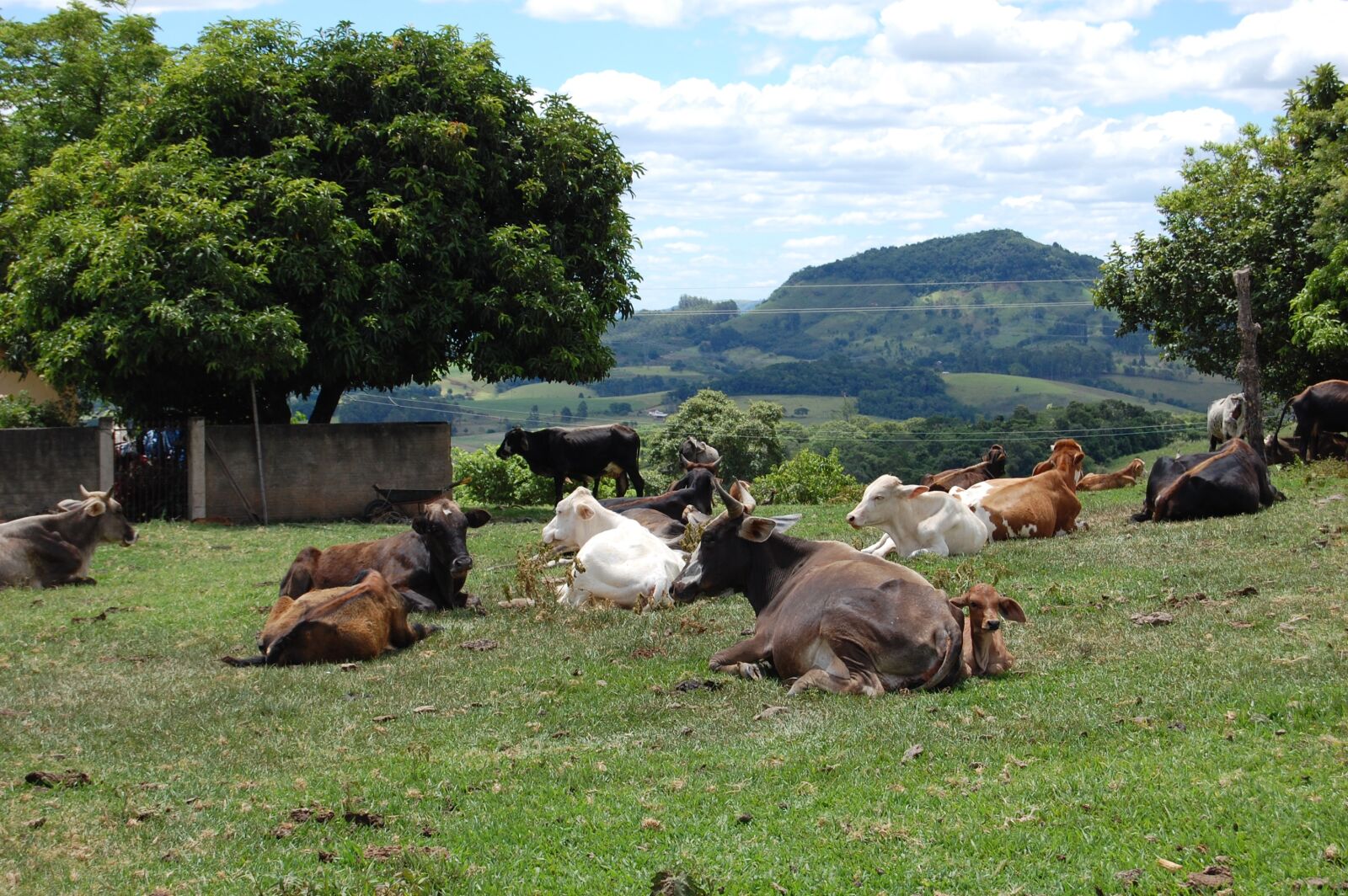 Nikon D40 sample photo. Cows, bois, nature photography