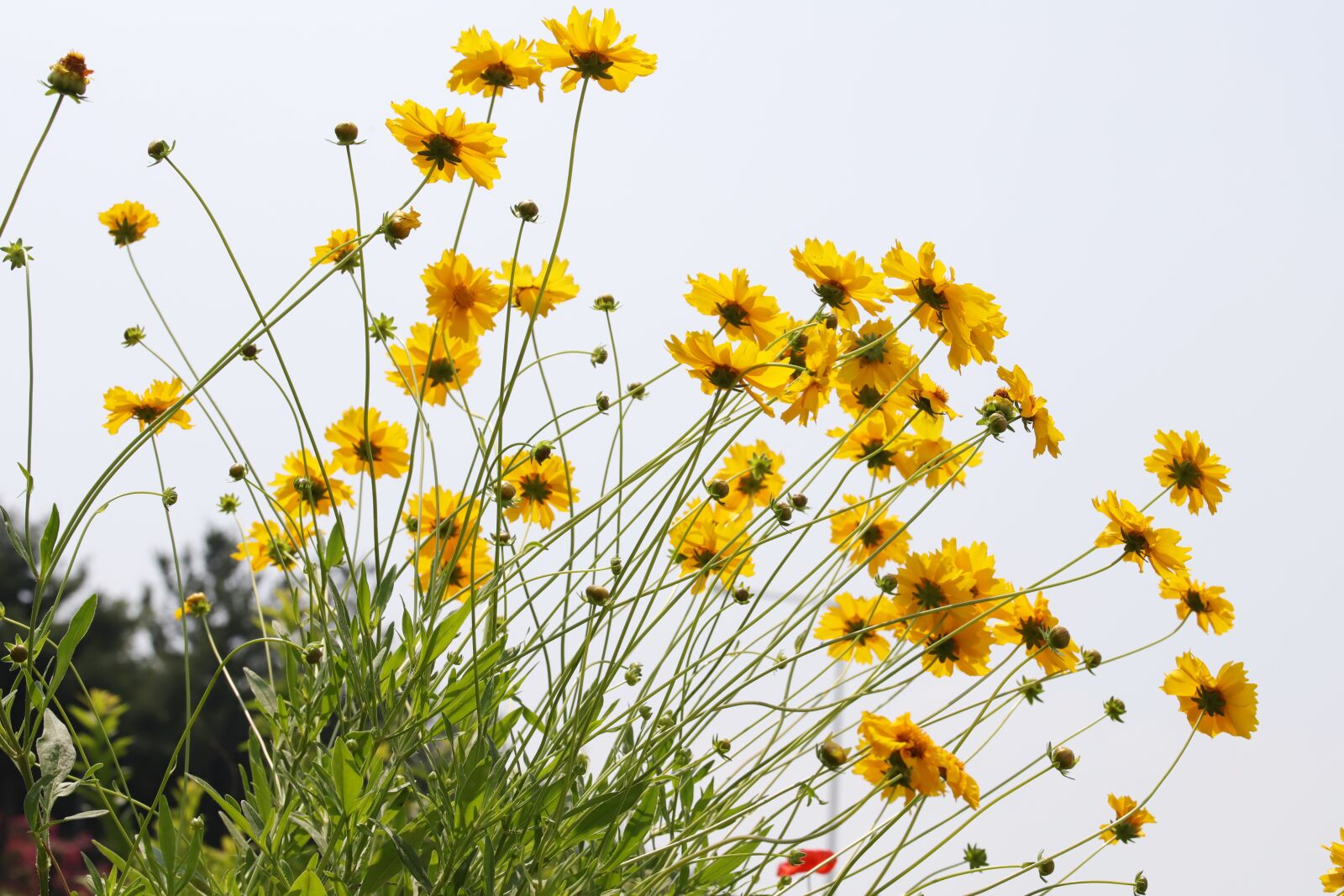 Canon EOS 6D Mark II sample photo. Flowers, geumgyeguk, yellow flower photography