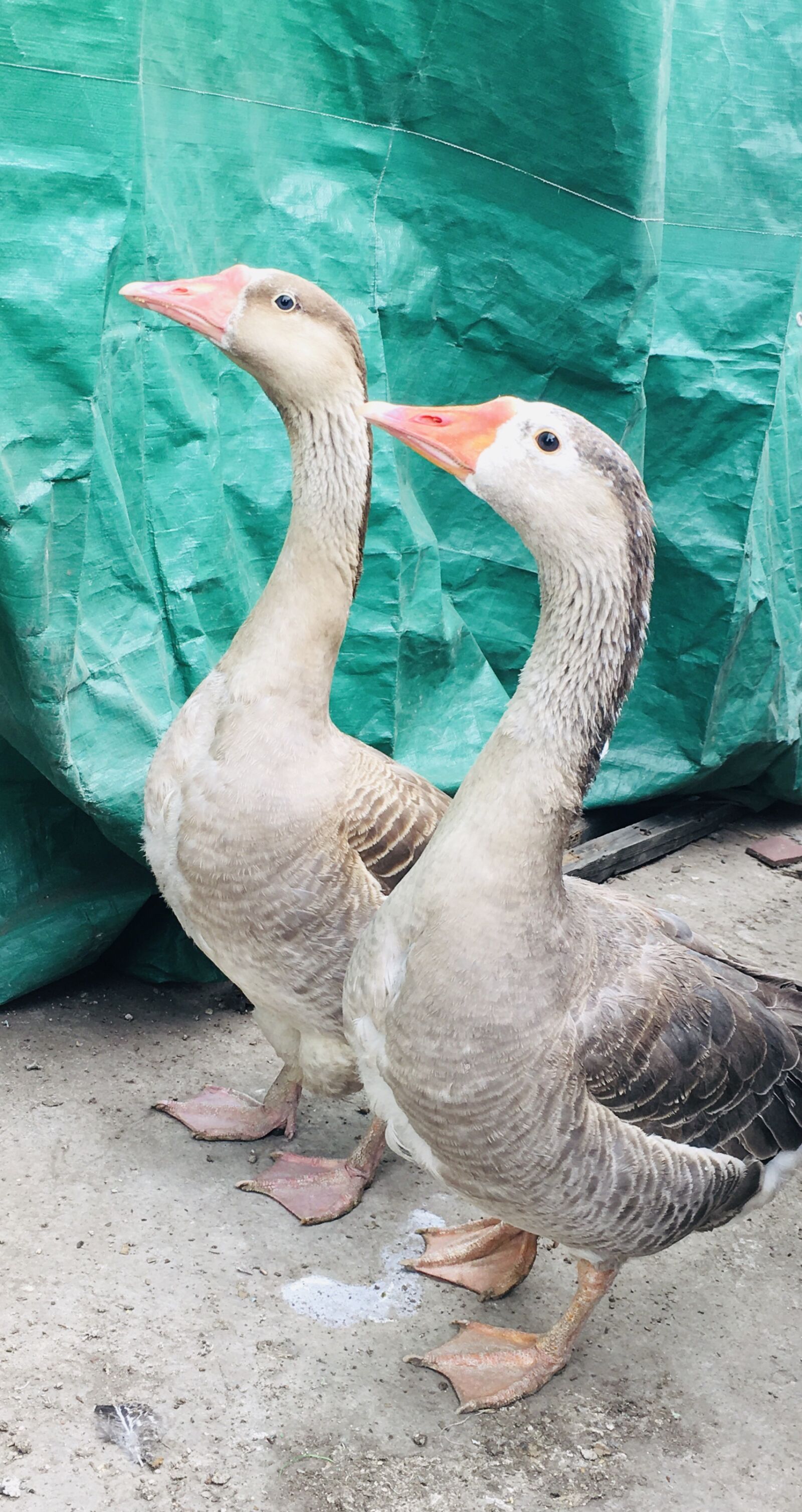 iPhone 6s Plus back camera 4.15mm f/2.2 sample photo. Animal, goose, birds photography