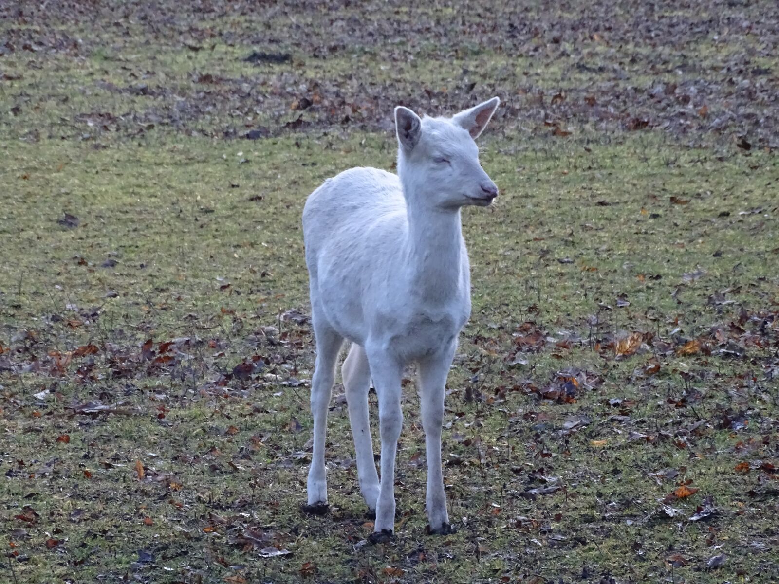 Sony Cyber-shot DSC-HX400V sample photo. Roe deer, albino, animal photography