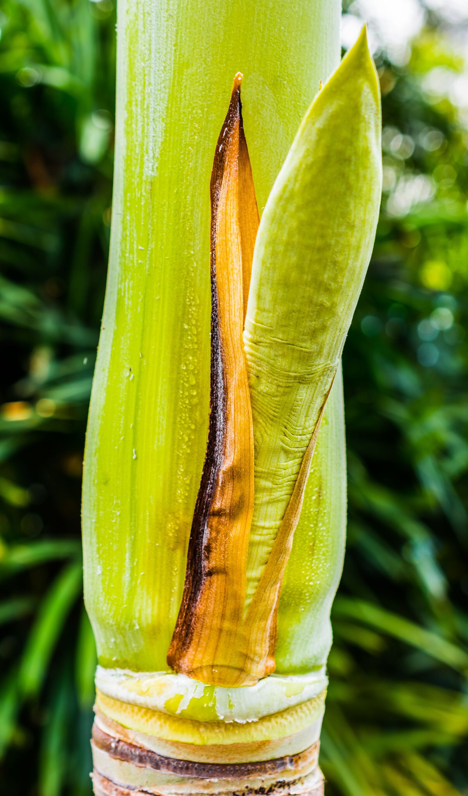Nikon D5200 sample photo. Palm blossom, palm, palm photography