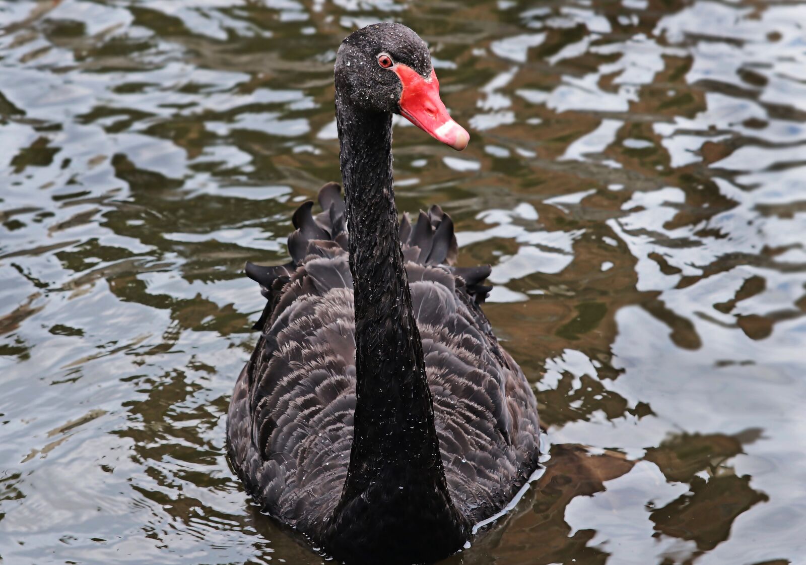 Canon EOS 80D sample photo. Mourning swan, swan, black photography
