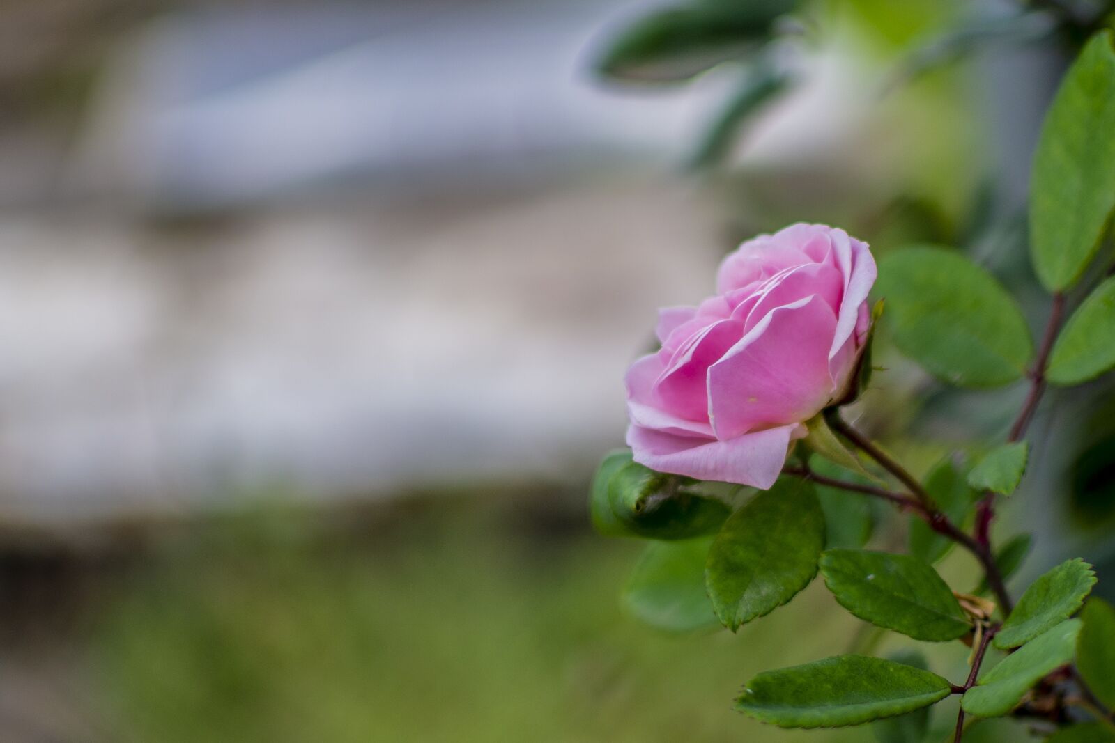 Nikon D600 sample photo. Rosa, flower, nature photography