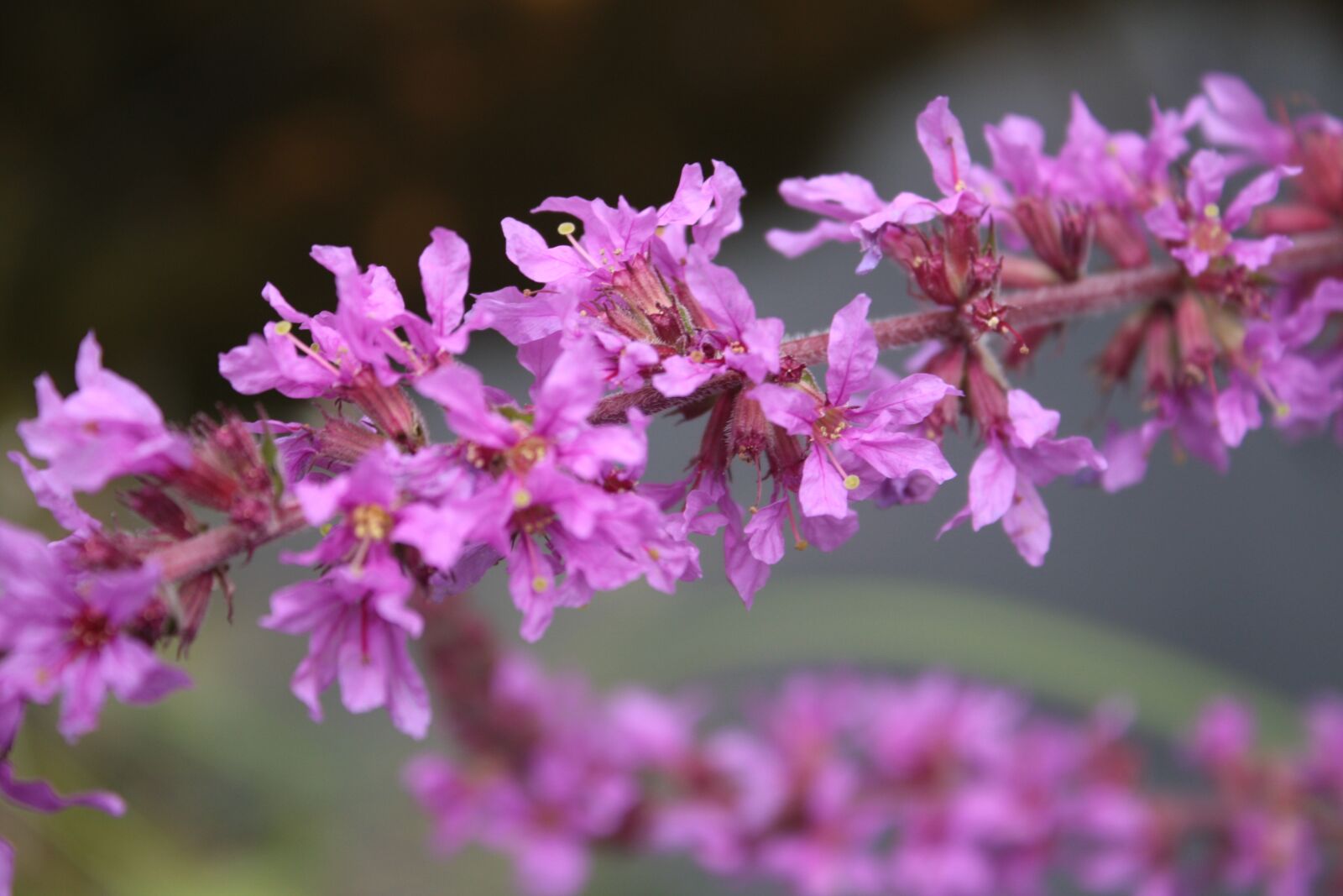 Canon EOS 450D (EOS Rebel XSi / EOS Kiss X2) sample photo. Ordinary loosestrife, lythrum salicaria photography