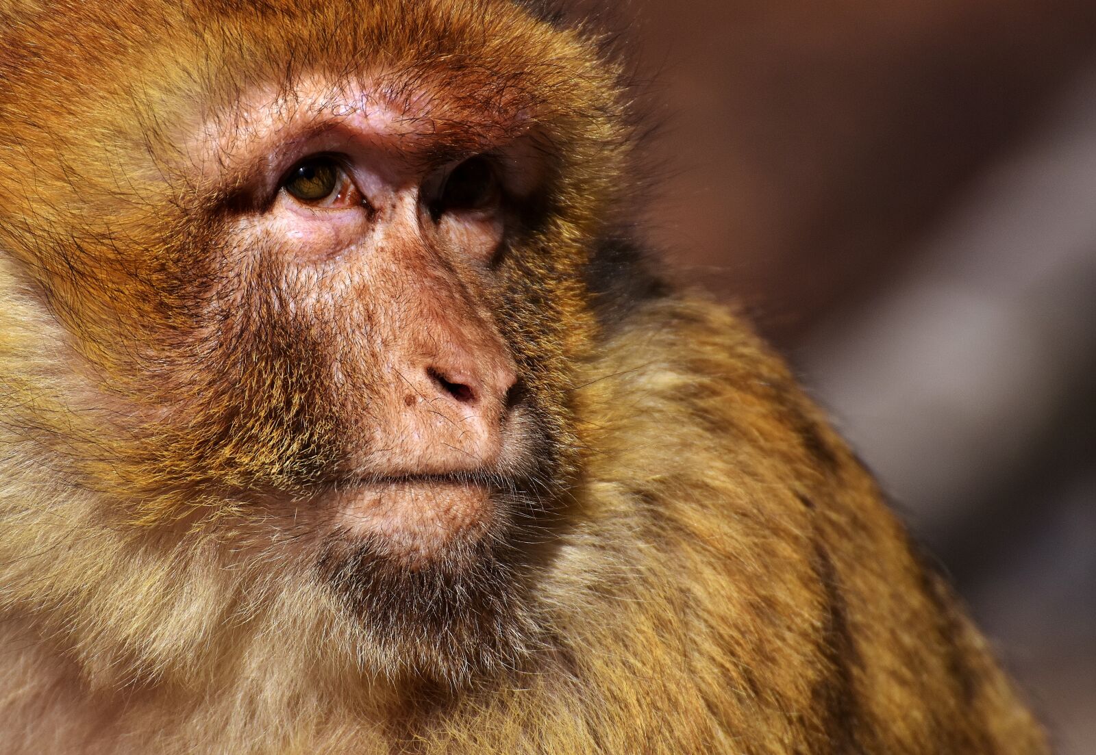 Nikon D7200 sample photo. Barbary ape, endangered species photography