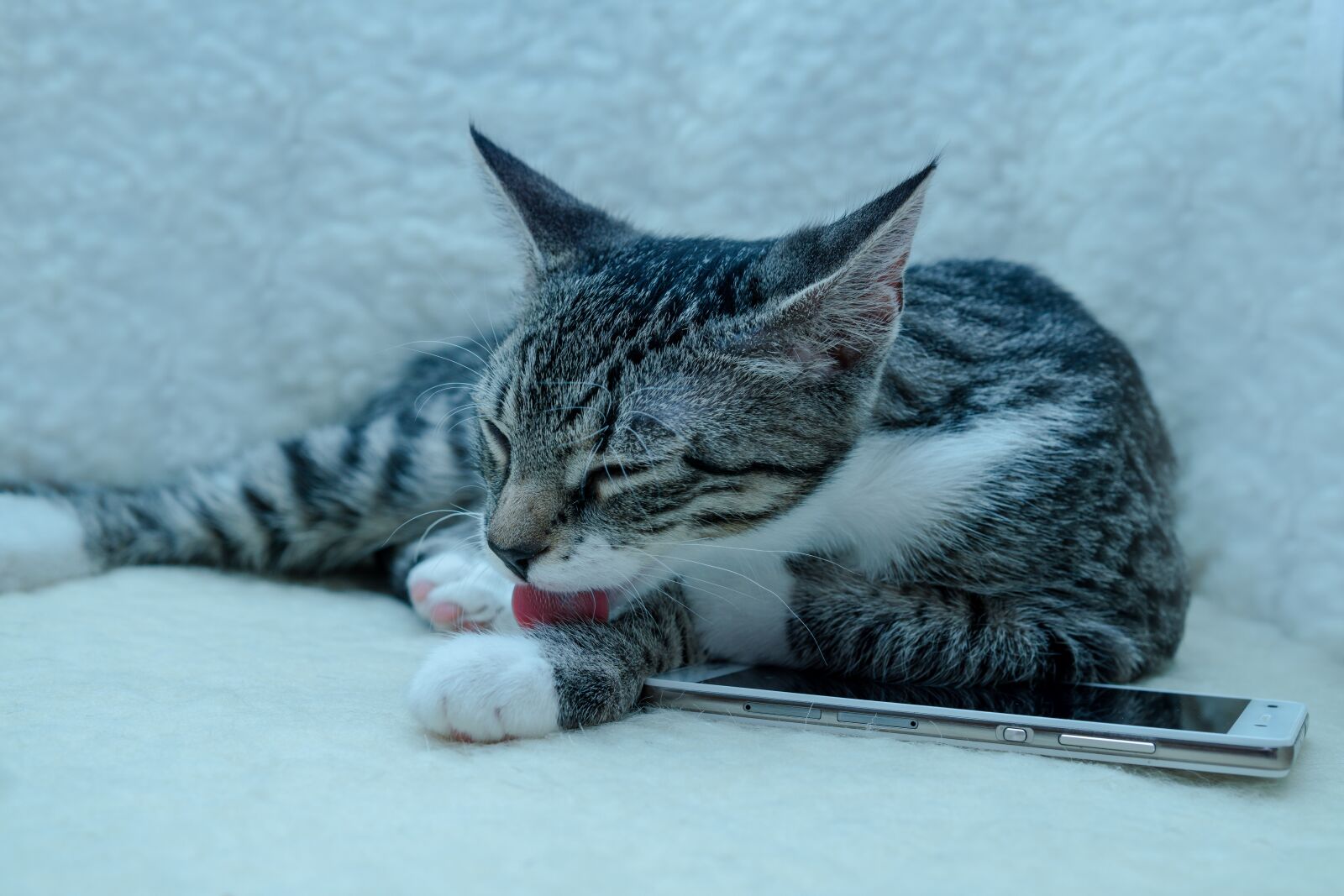 Sony a6000 sample photo. Cat, small, mackerel photography