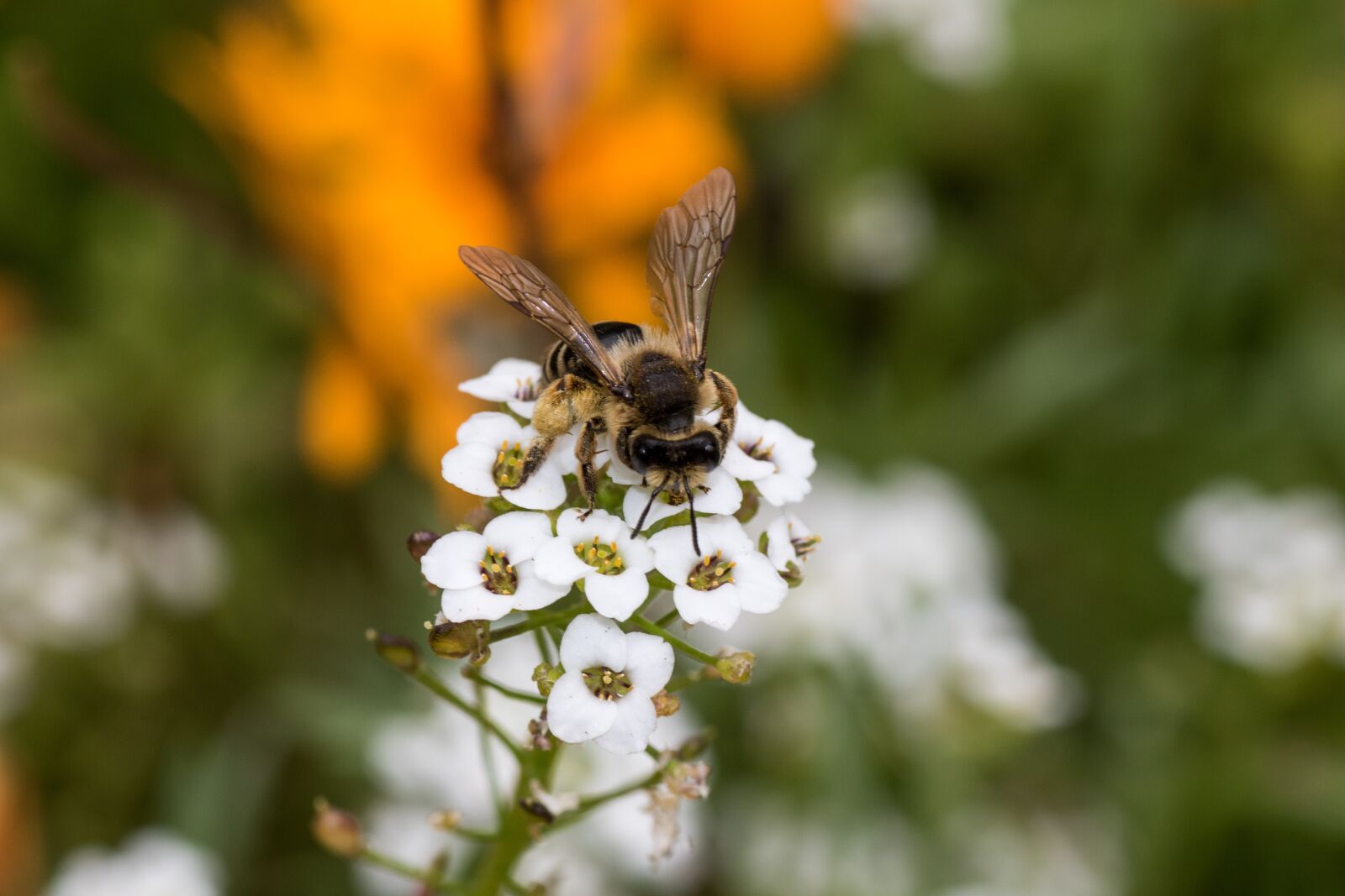 Canon EOS 7D Mark II sample photo. Bee, blossom, bloom photography