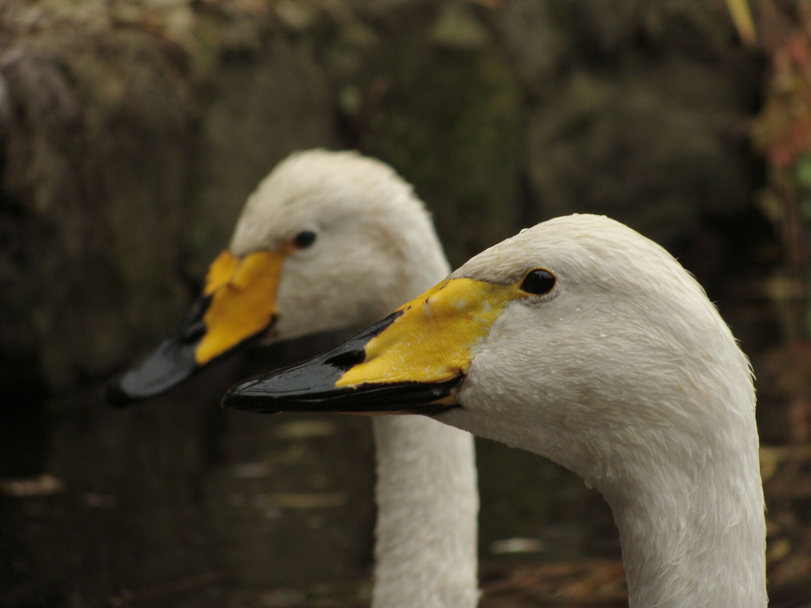 Sony Cyber-shot DSC-H10 sample photo. Bird, wet, geese, goose photography