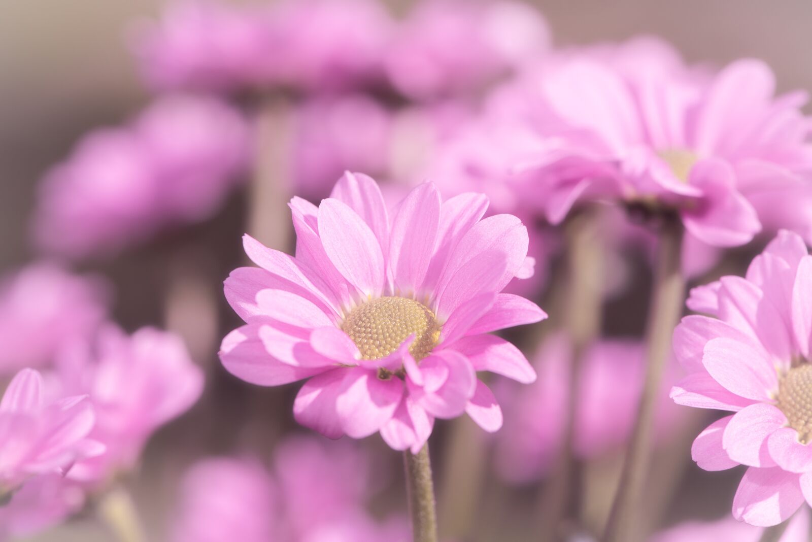 Nikon D750 sample photo. Flowers, pink, pink flowers photography