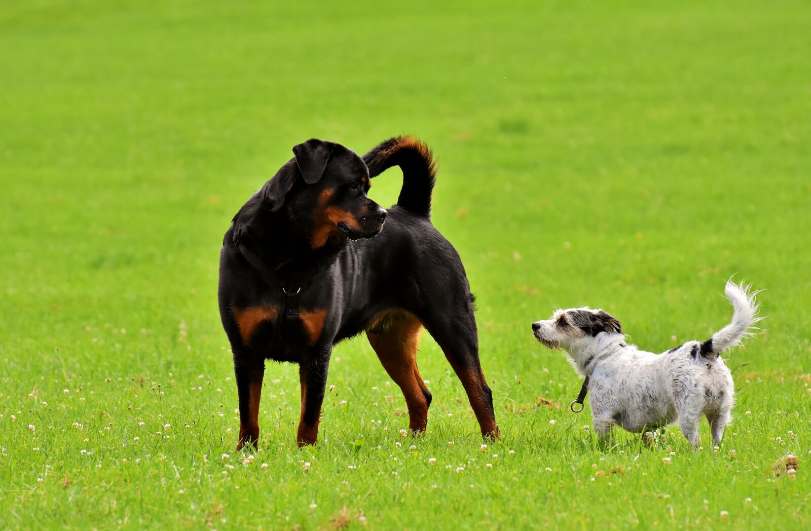 Nikon D7200 sample photo. Rottweiler, purebred dog, hybrid photography
