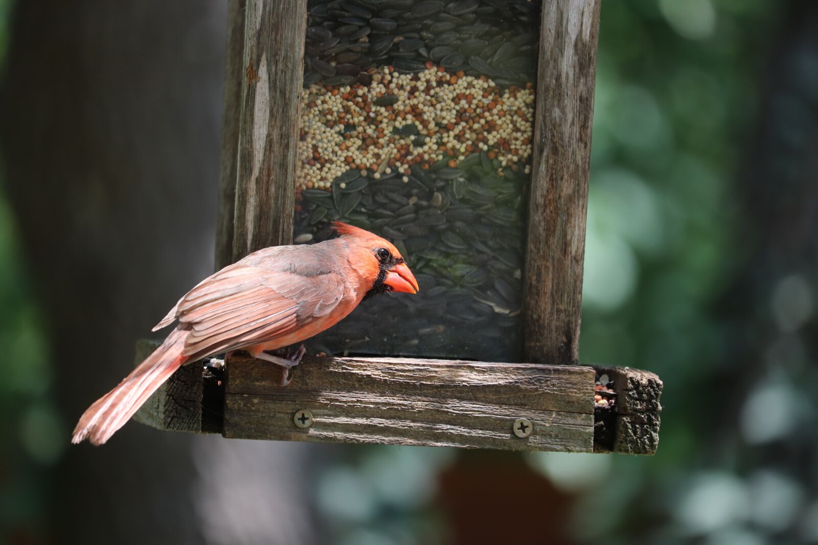 Canon EOS 800D (EOS Rebel T7i / EOS Kiss X9i) sample photo. Cardinal, redbird, songbird photography