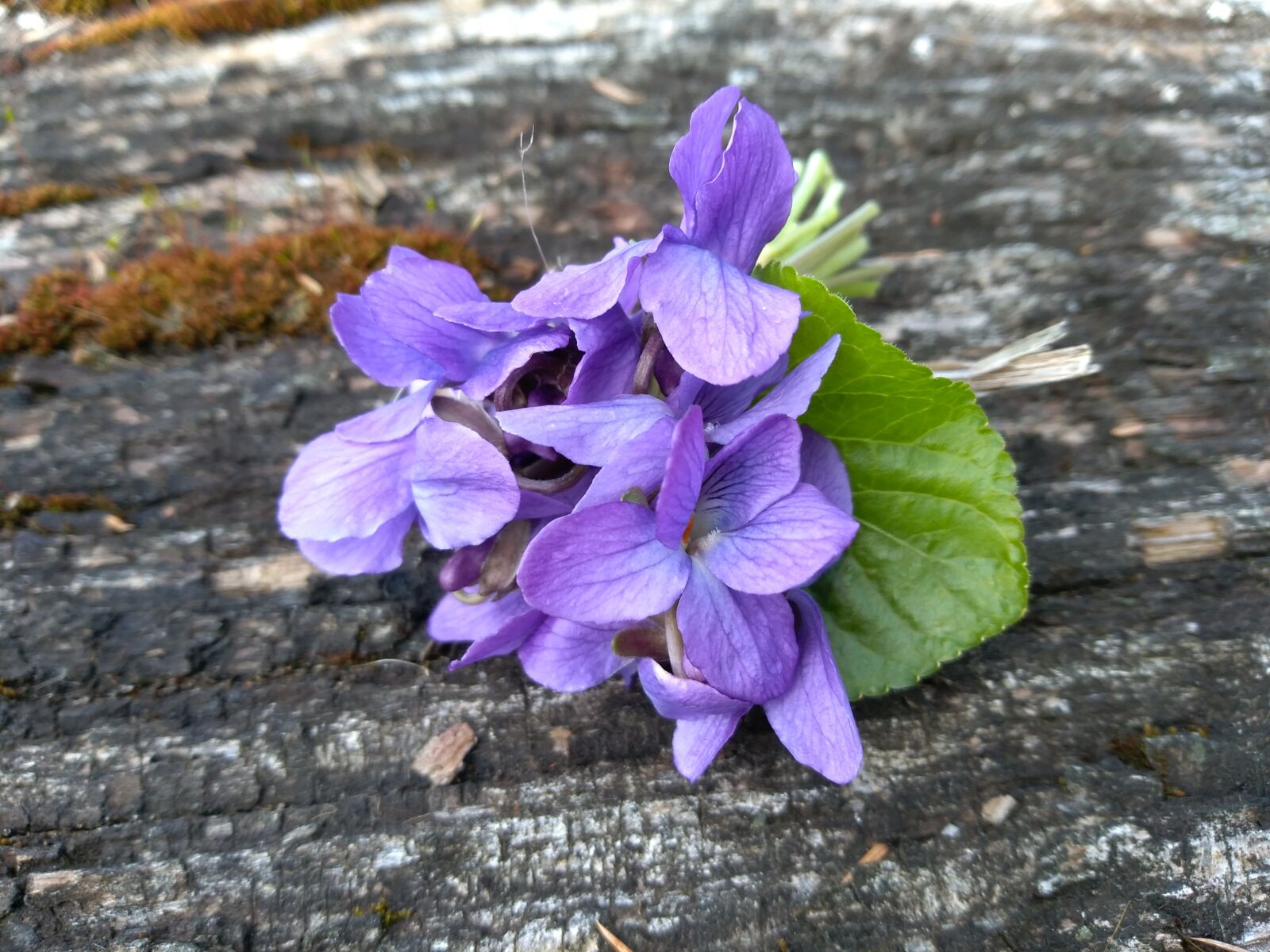HUAWEI P9 LITE MINI sample photo. Violet, spring, flower photography
