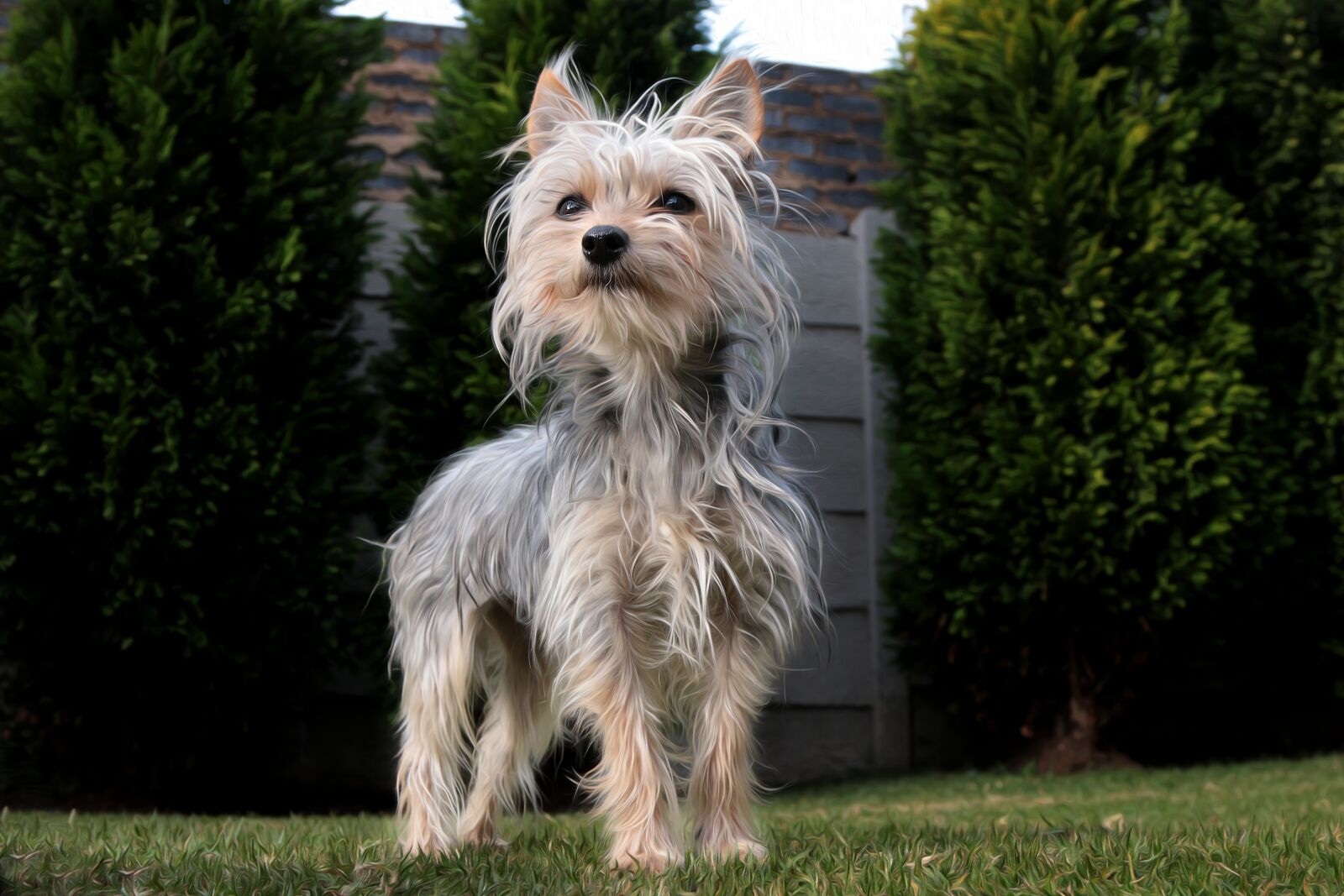 Canon EOS 70D sample photo. Small, dog, cute photography