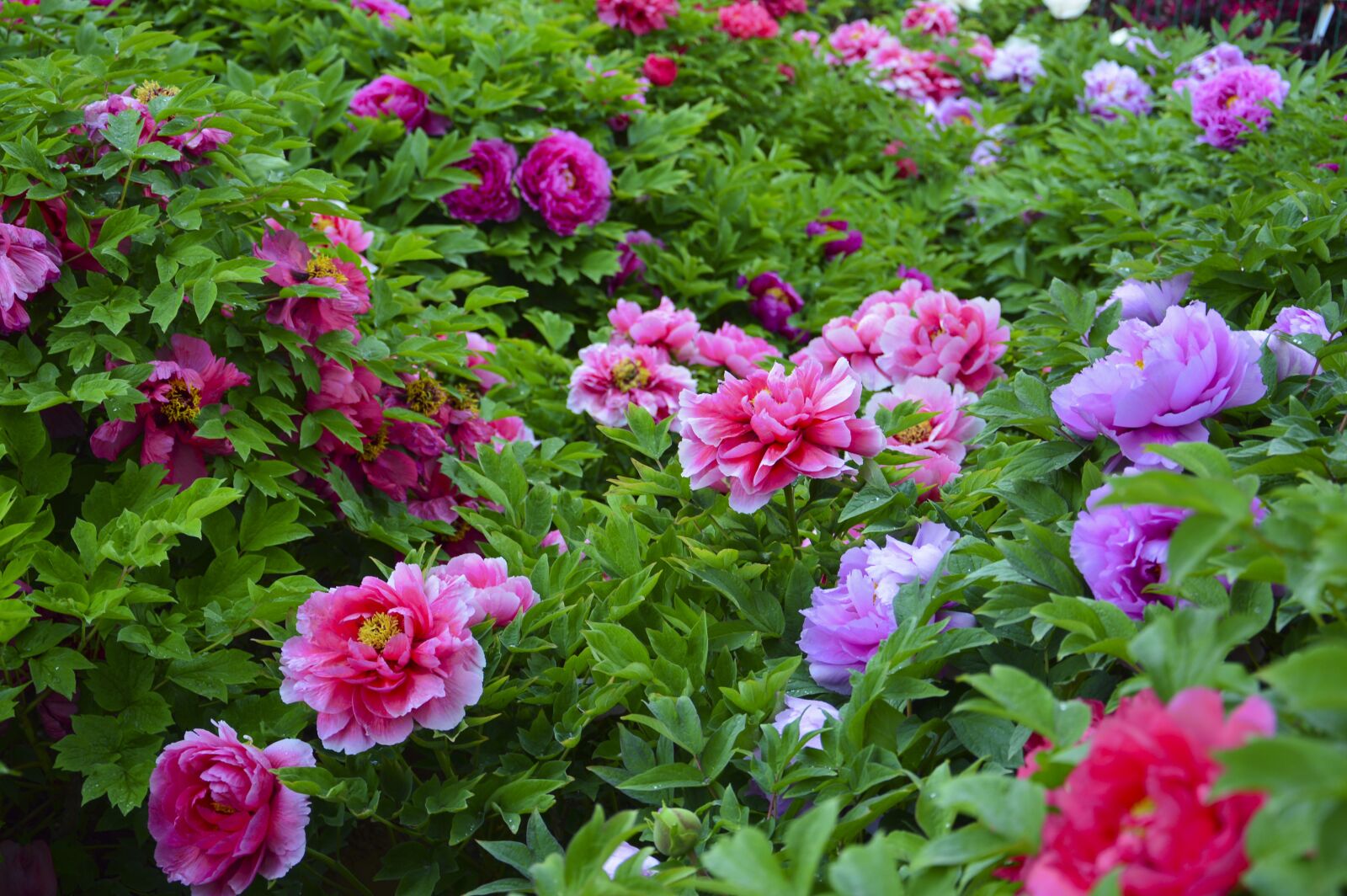 Nikon D3200 sample photo. Peony, flowers, rain photography