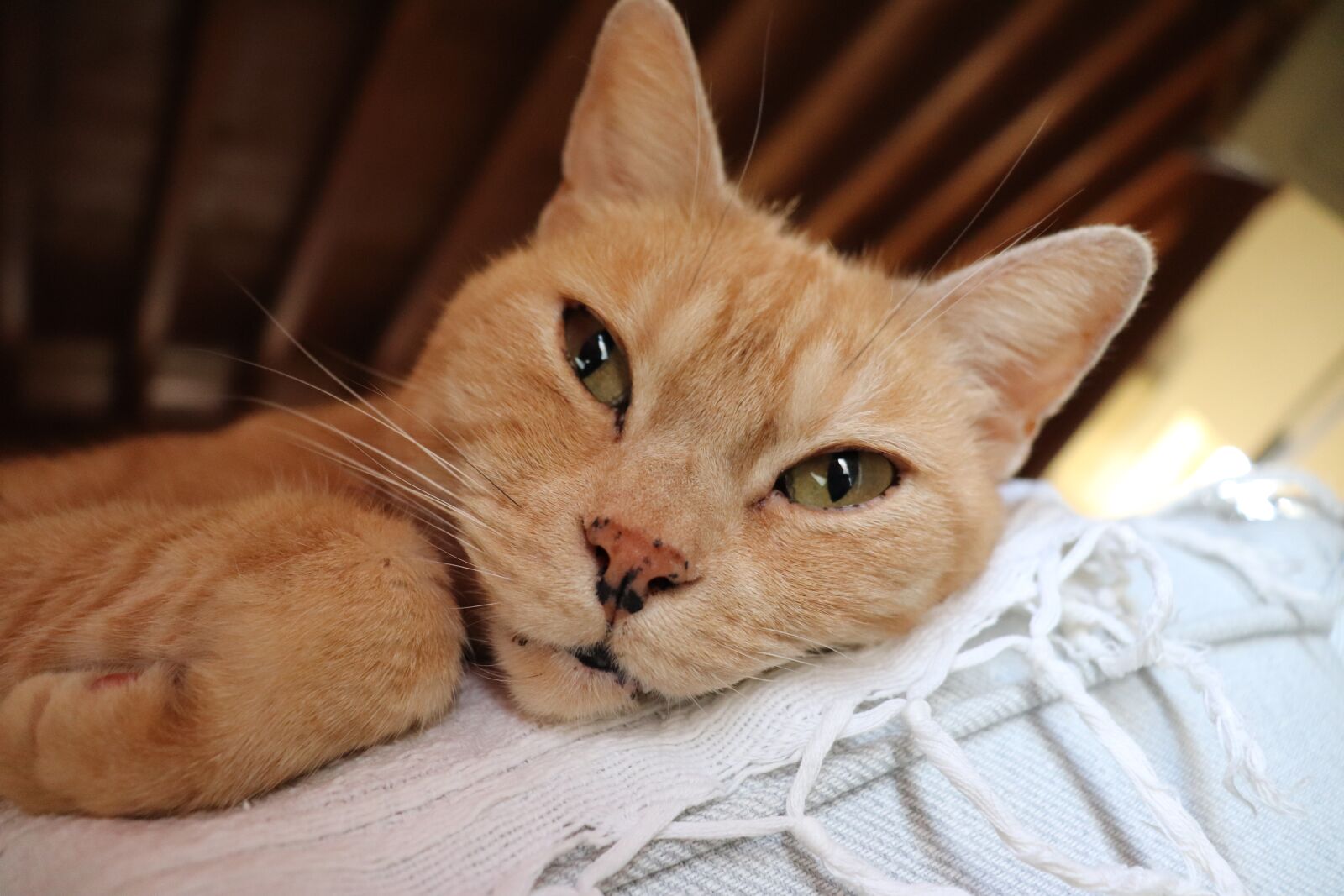Canon EOS 200D (EOS Rebel SL2 / EOS Kiss X9) sample photo. Cat, feline, house photography