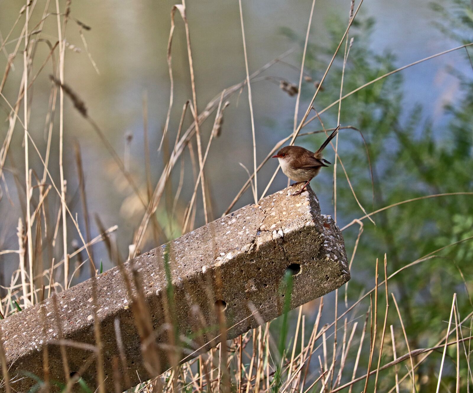 Canon EF-S 55-250mm F4-5.6 IS STM sample photo. Bird, wren, post photography