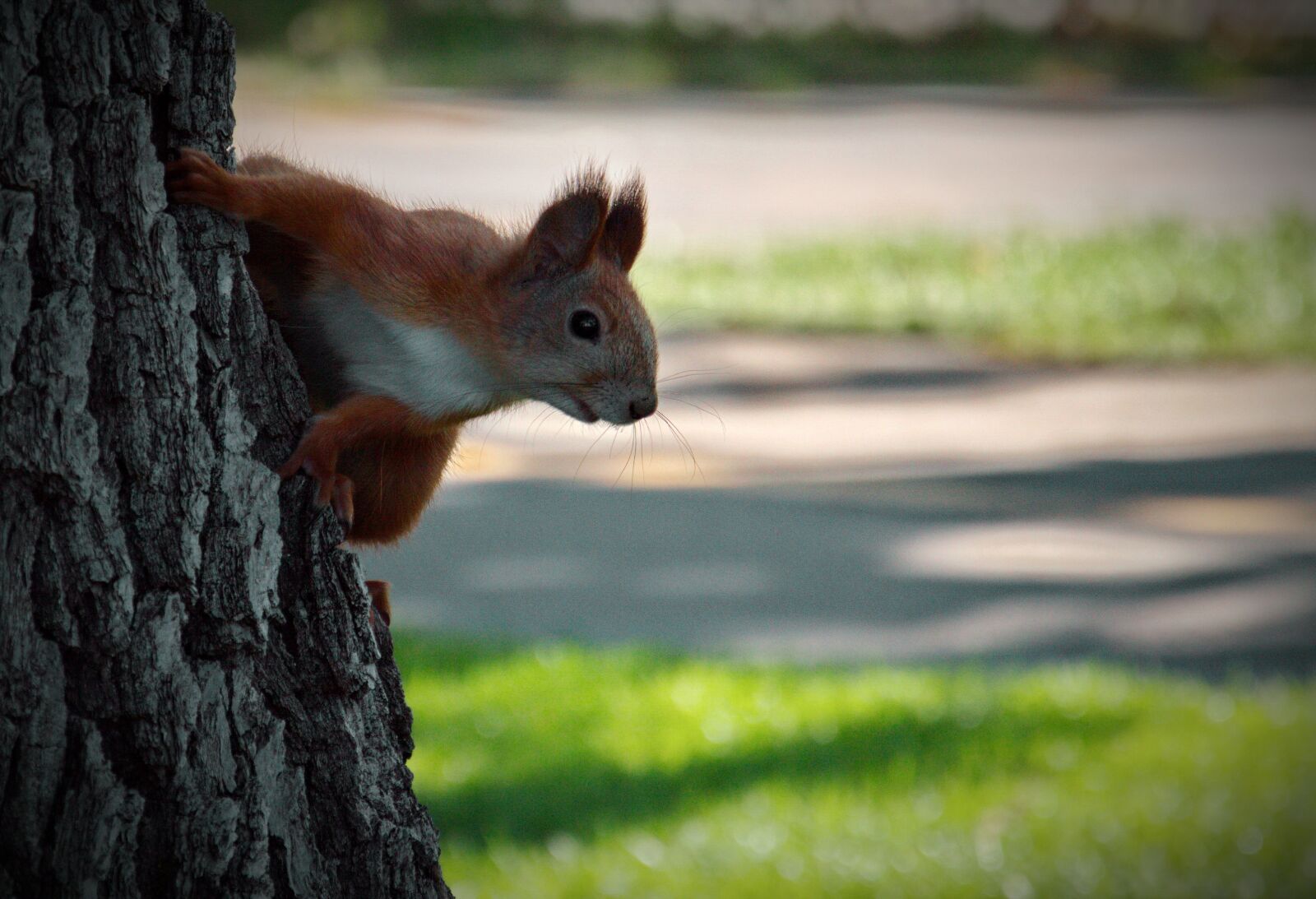 Nikon D3200 sample photo. Squirrel, animal, rodent forest photography