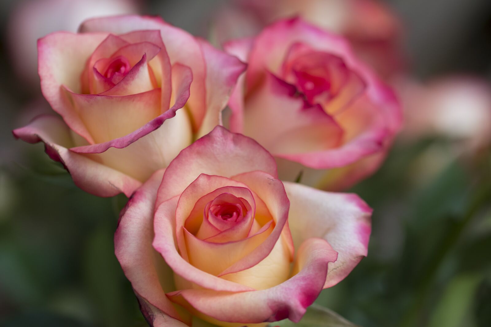 Nikon D5200 sample photo. Roses, rose, flower photography