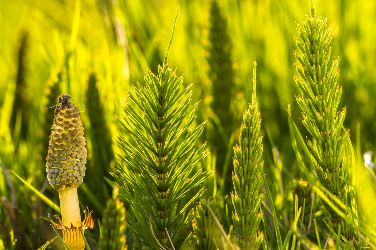 Canon EOS 700D (EOS Rebel T5i / EOS Kiss X7i) sample photo. Horsetail, cattail, equisetum arvense photography