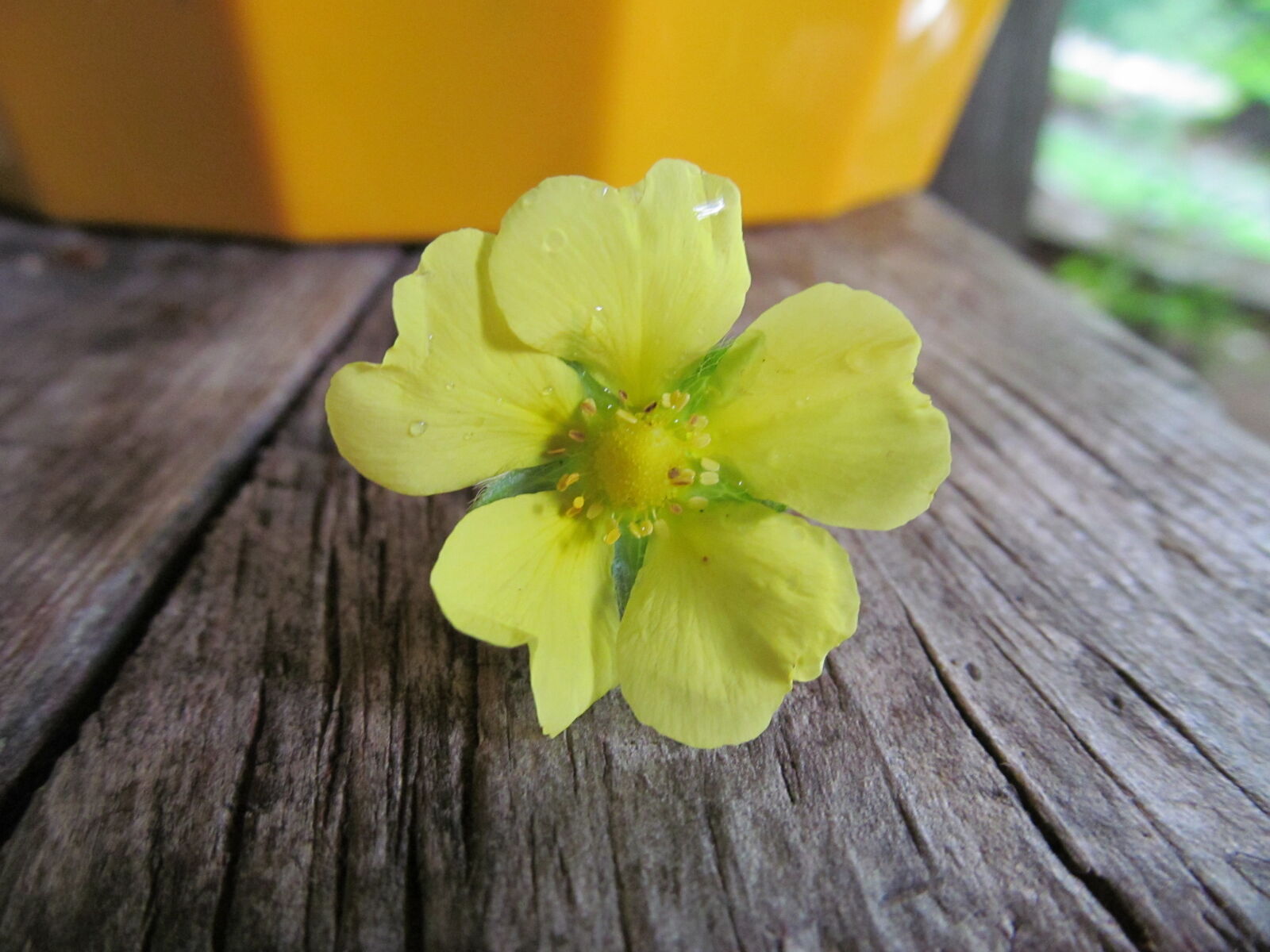 Canon PowerShot SX150 IS sample photo. Flower, macro, nature photography