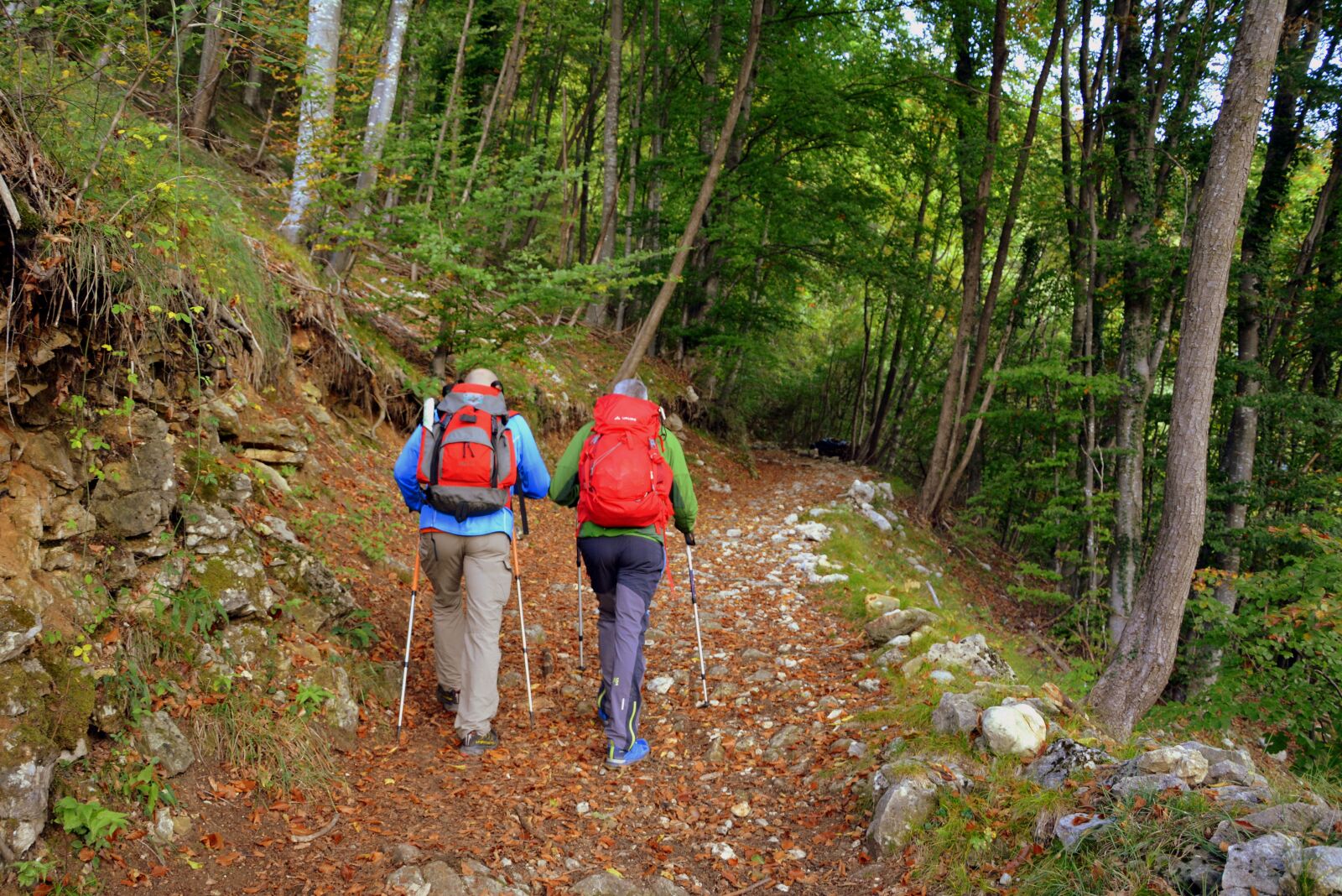 Nikon D7100 sample photo. Excursion, forest, autumn photography