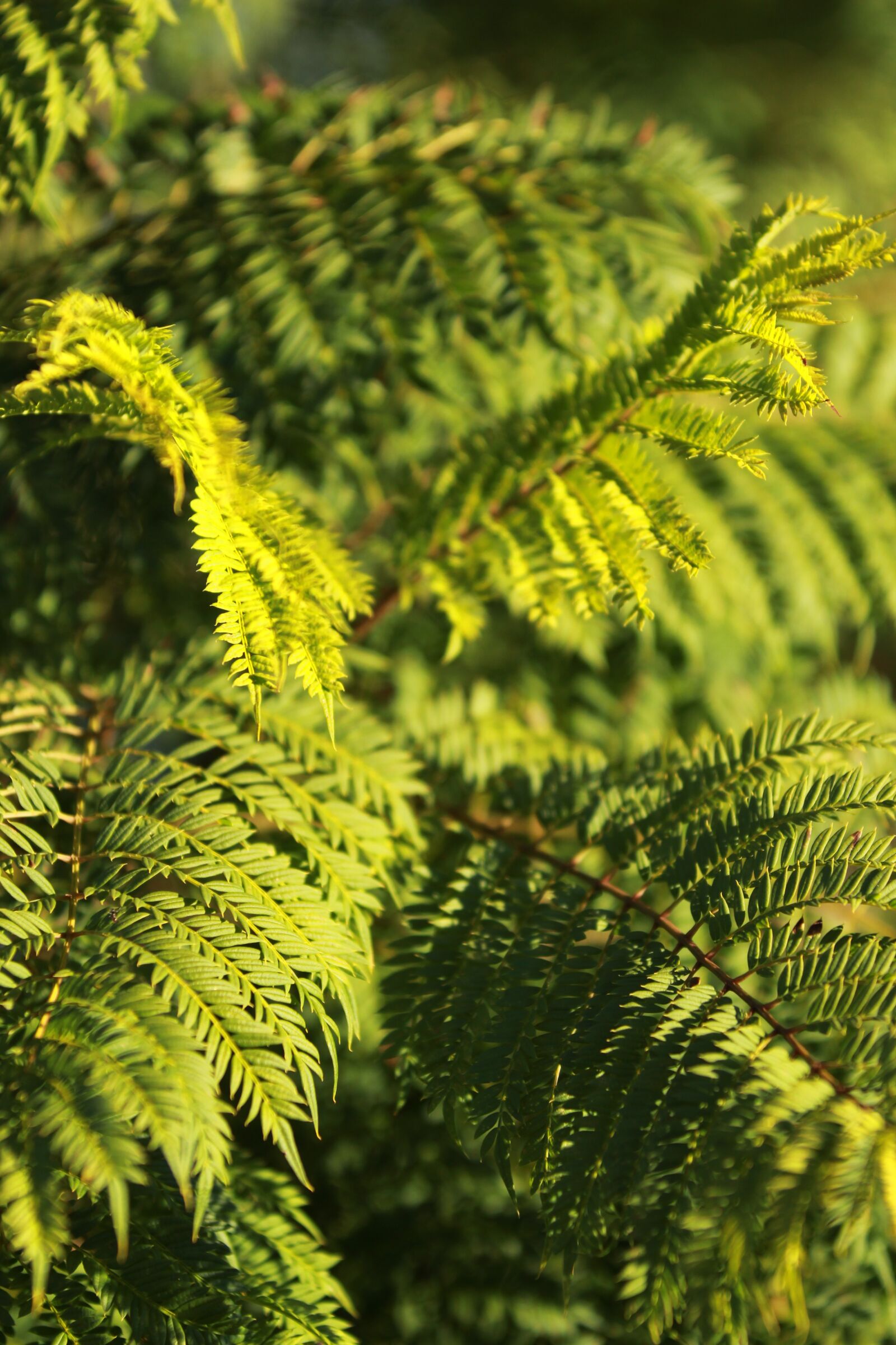 Canon EOS 650D (EOS Rebel T4i / EOS Kiss X6i) sample photo. Jacaranda, green, leaf photography
