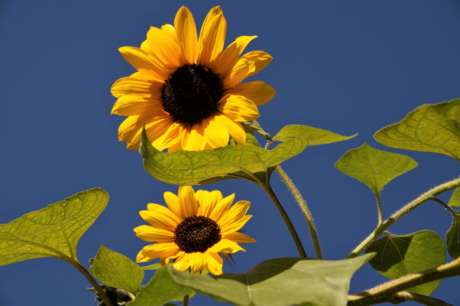 Sony SLT-A58 sample photo. Sunflower, bright, yellow photography