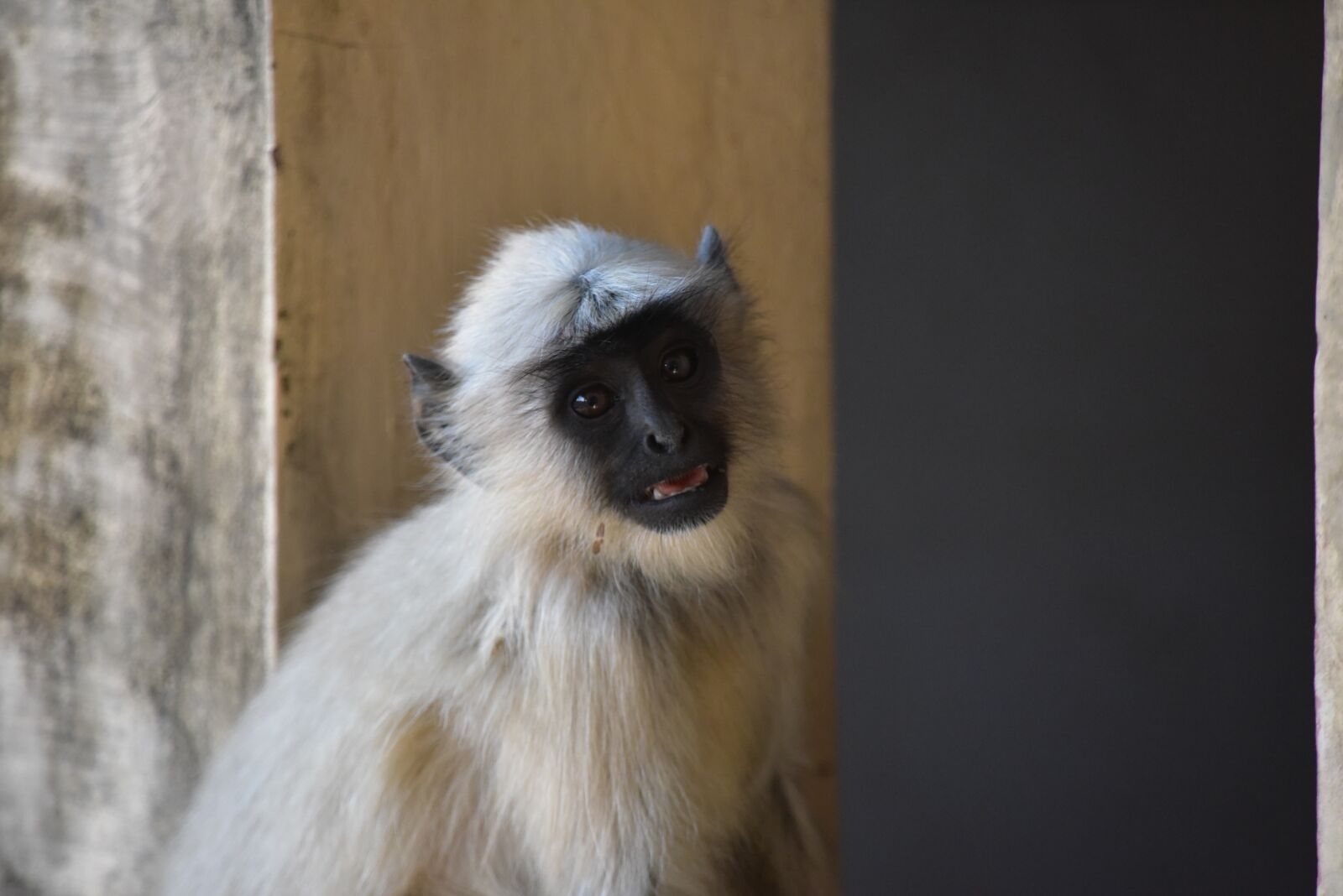 Nikon D810 sample photo. Monkey, life, animal photography