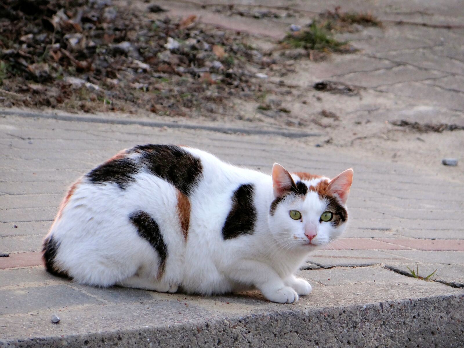 Sony DSC-HX200V sample photo. Cat, mammal, slow living photography