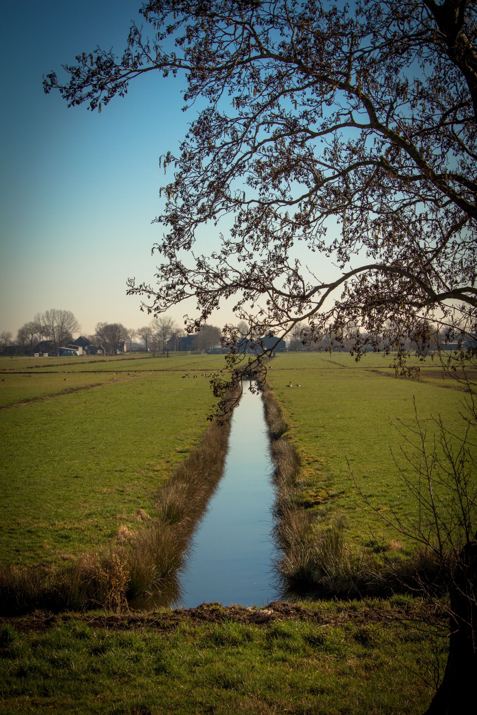 Canon EOS 100D (EOS Rebel SL1 / EOS Kiss X7) sample photo. Netherlands, polder, pasture photography
