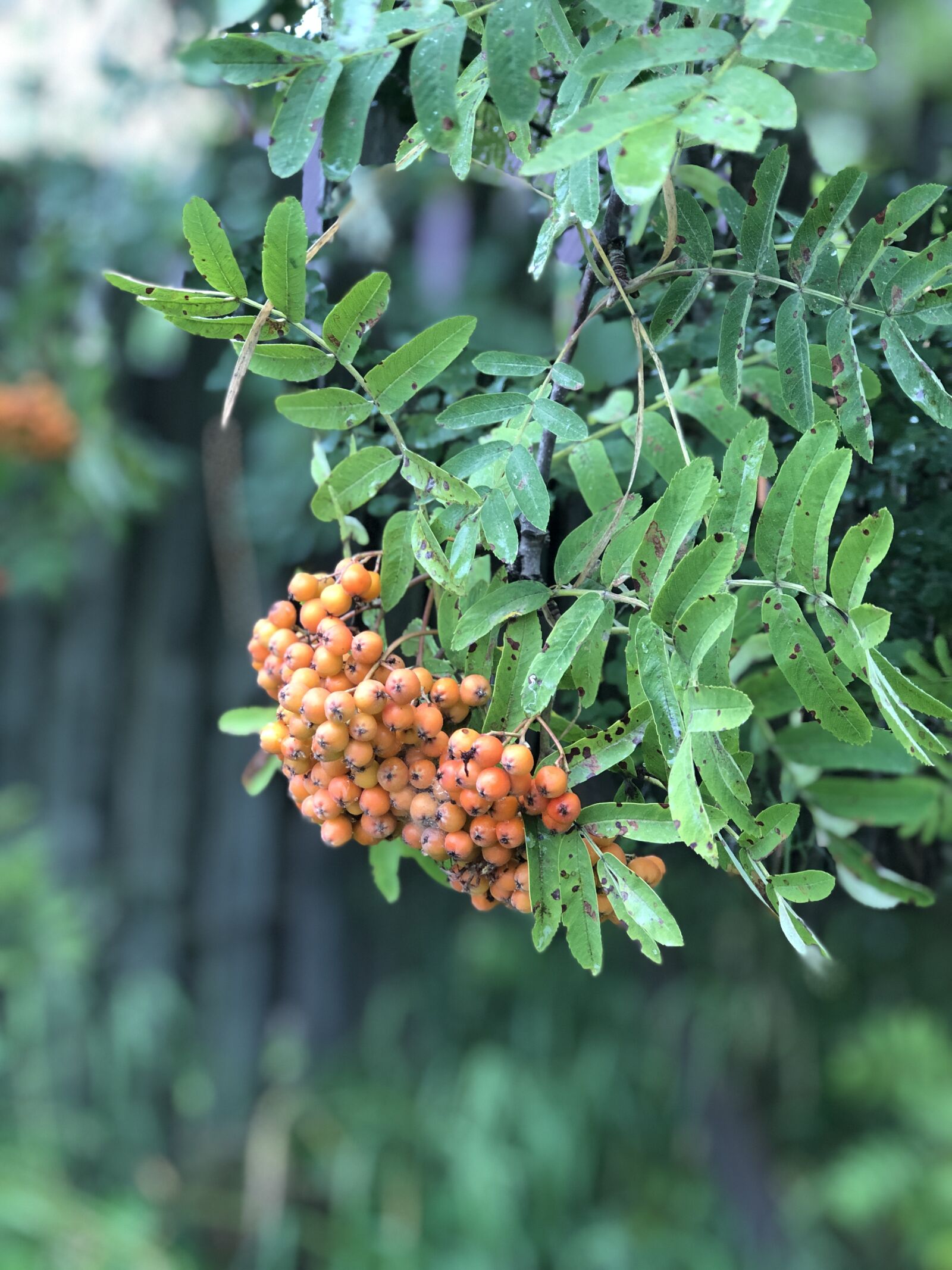 iPhone 8 Plus back dual camera 6.6mm f/2.8 sample photo. Rowan, berry, tree photography