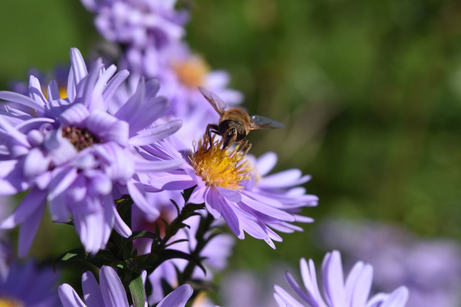 Nikon D5500 sample photo. Aster frikartii, daisies, aster photography