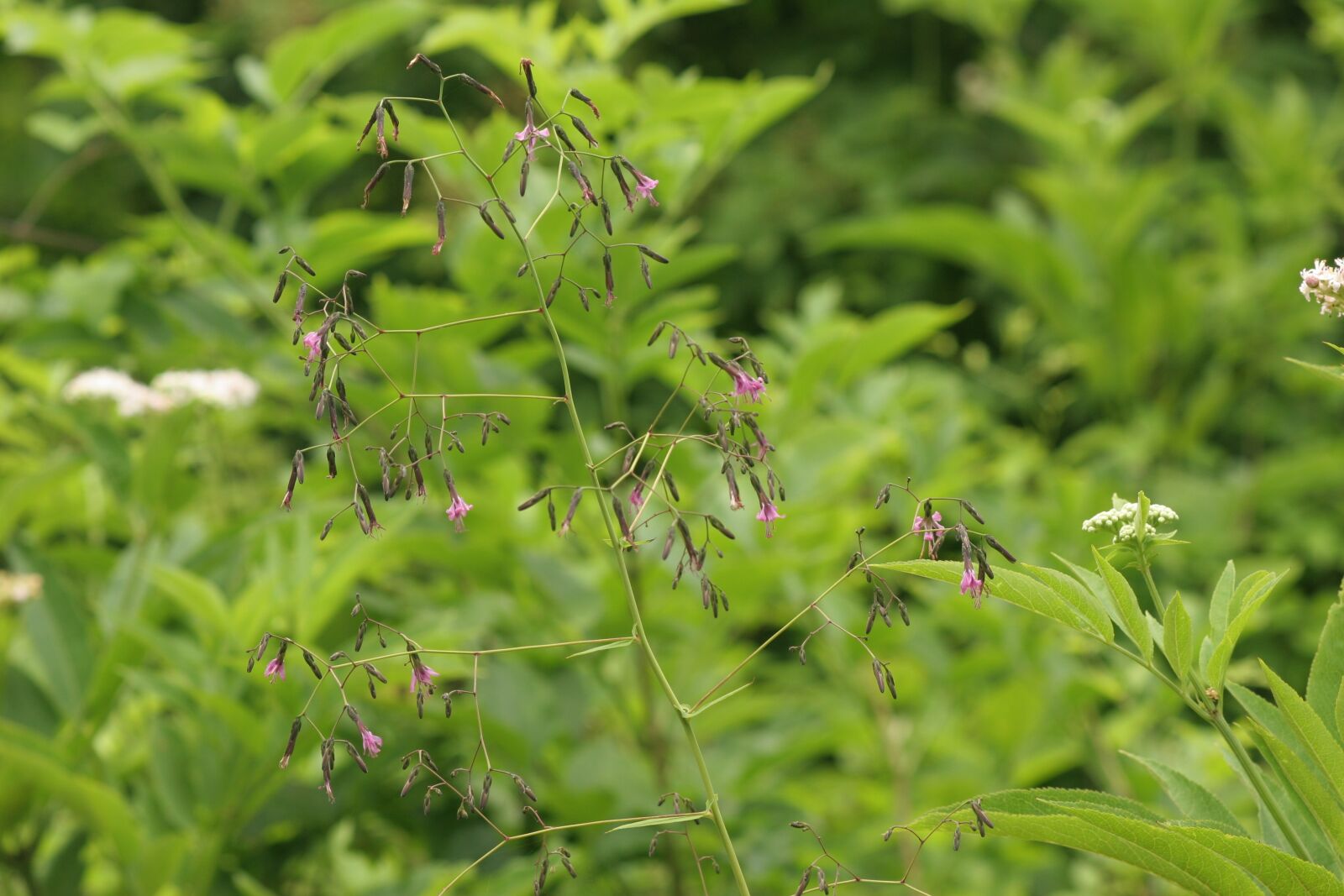 Canon EOS 20D sample photo. Green plant, forest, nature photography