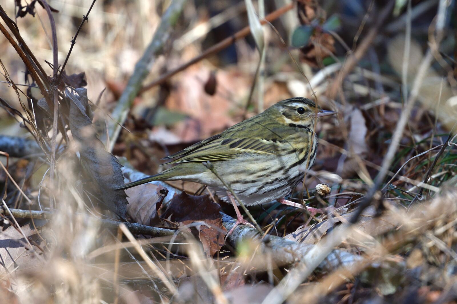 Nikon D500 sample photo. Natural, wild animals, outdoors photography