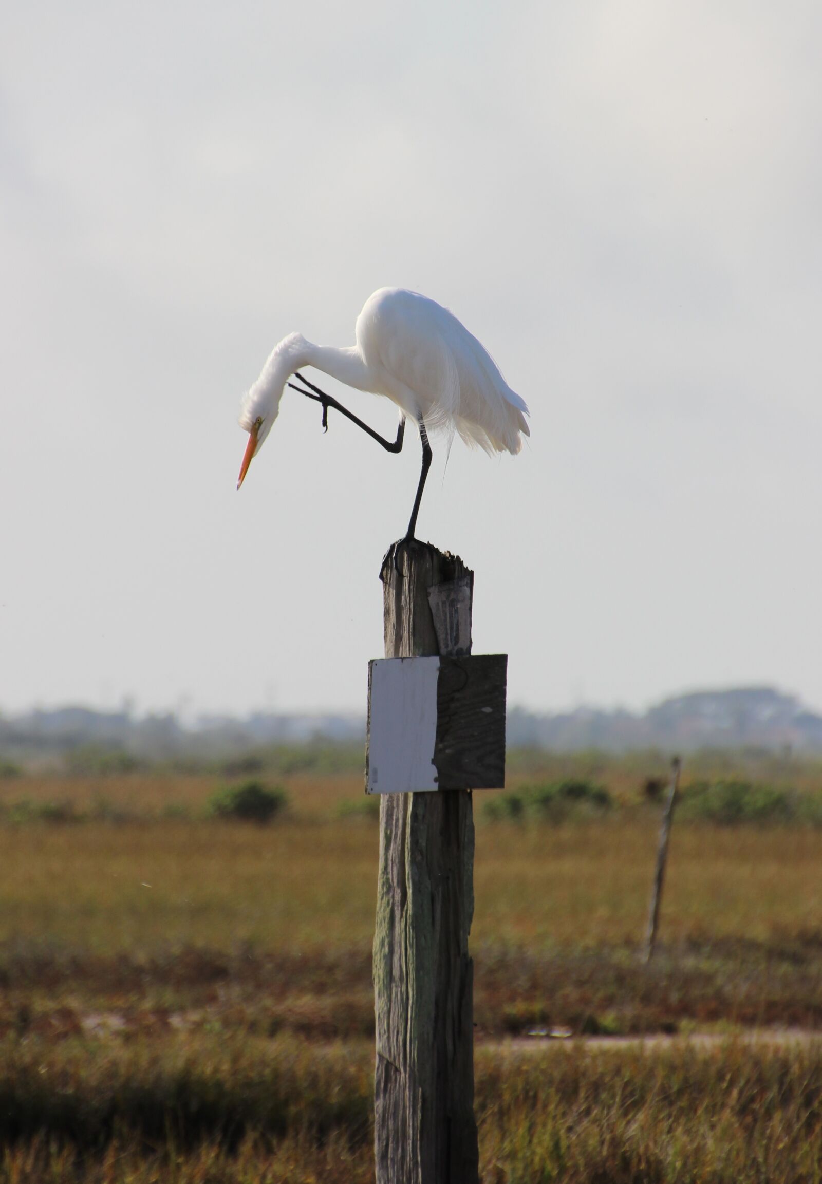 Canon EOS 600D (Rebel EOS T3i / EOS Kiss X5) sample photo. Egret, bird, wildlife photography