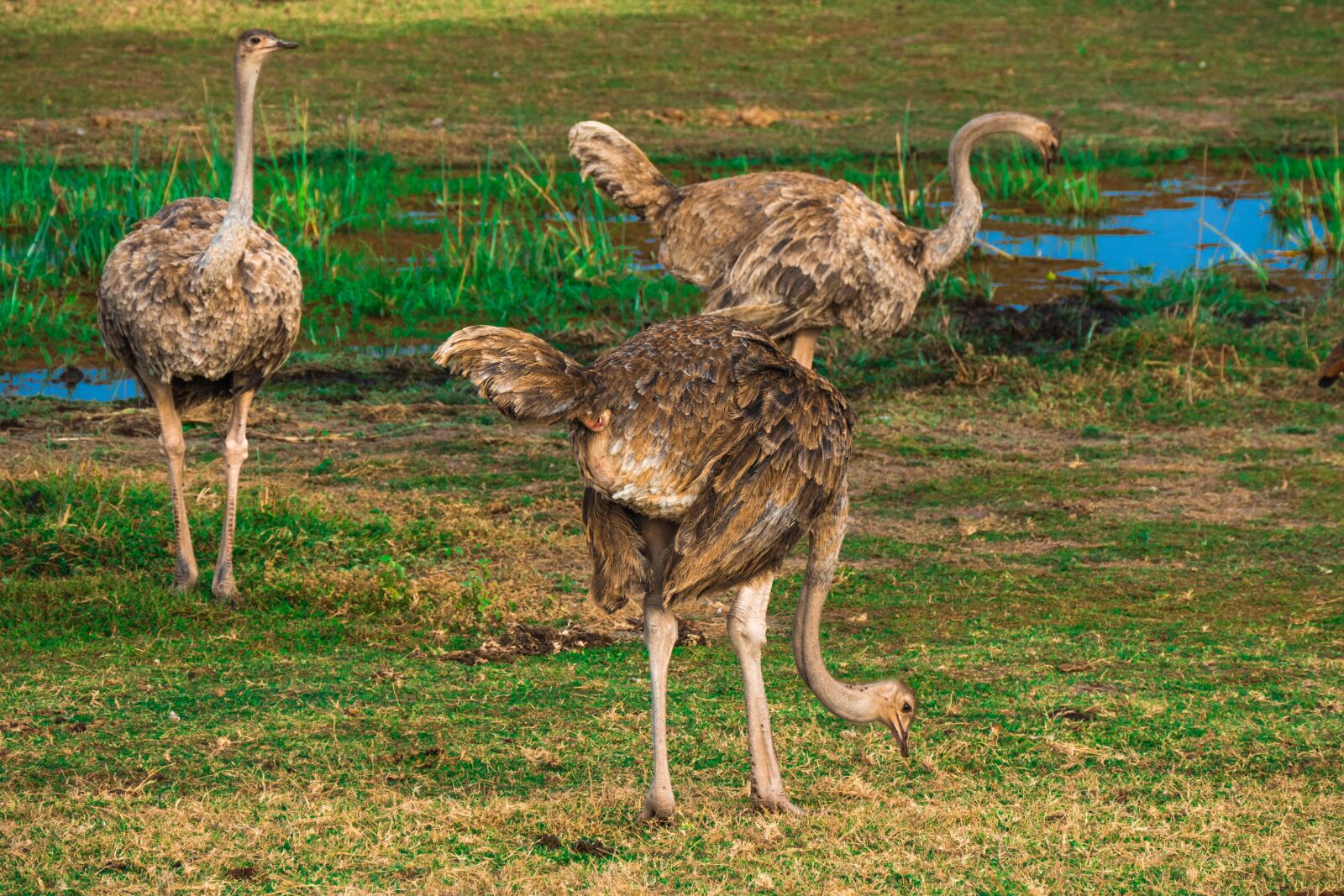 Leica V-Lux (Typ 114) sample photo. Ostrich, africa, safari photography