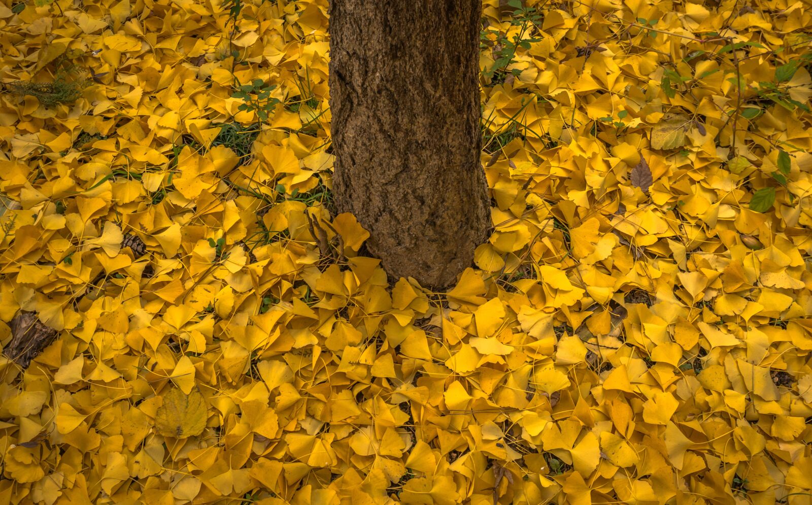 Sony E 30mm F3.5 Macro sample photo. Autumn, leaves, bank photography